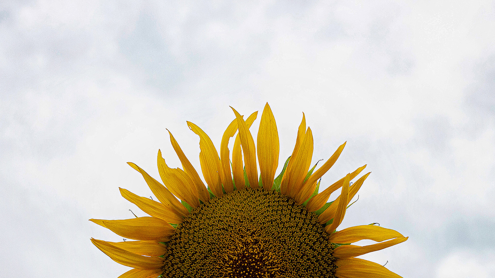 Here Come the Sun (flower)