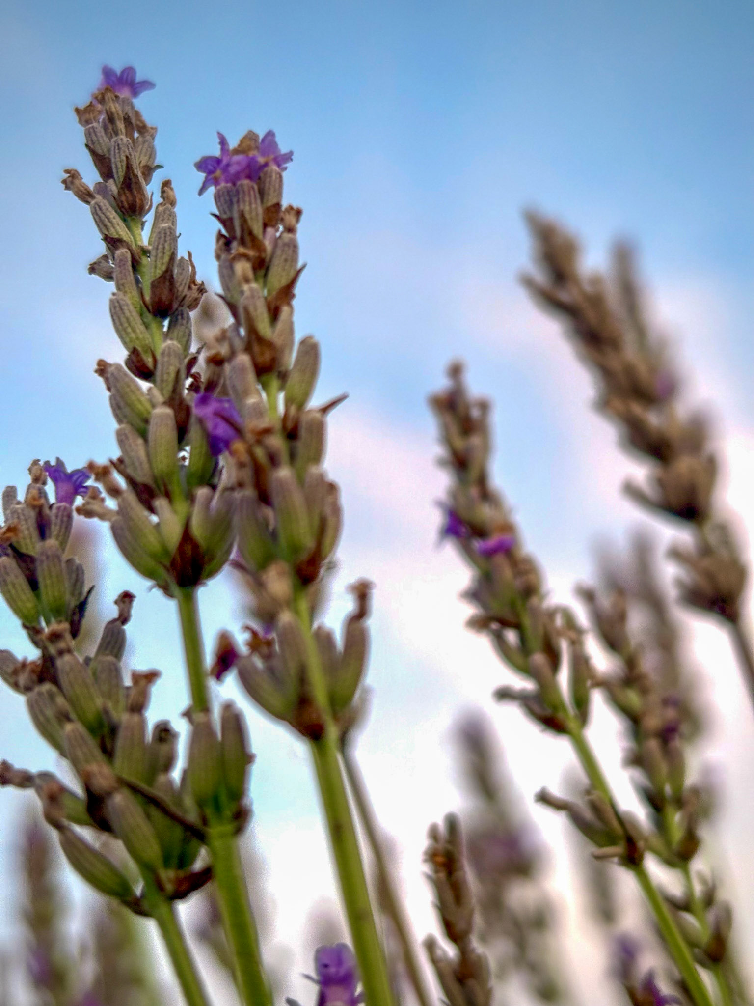 Lavender Dreams