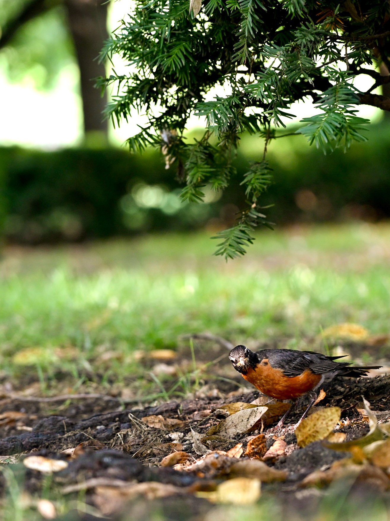 Curious Robin