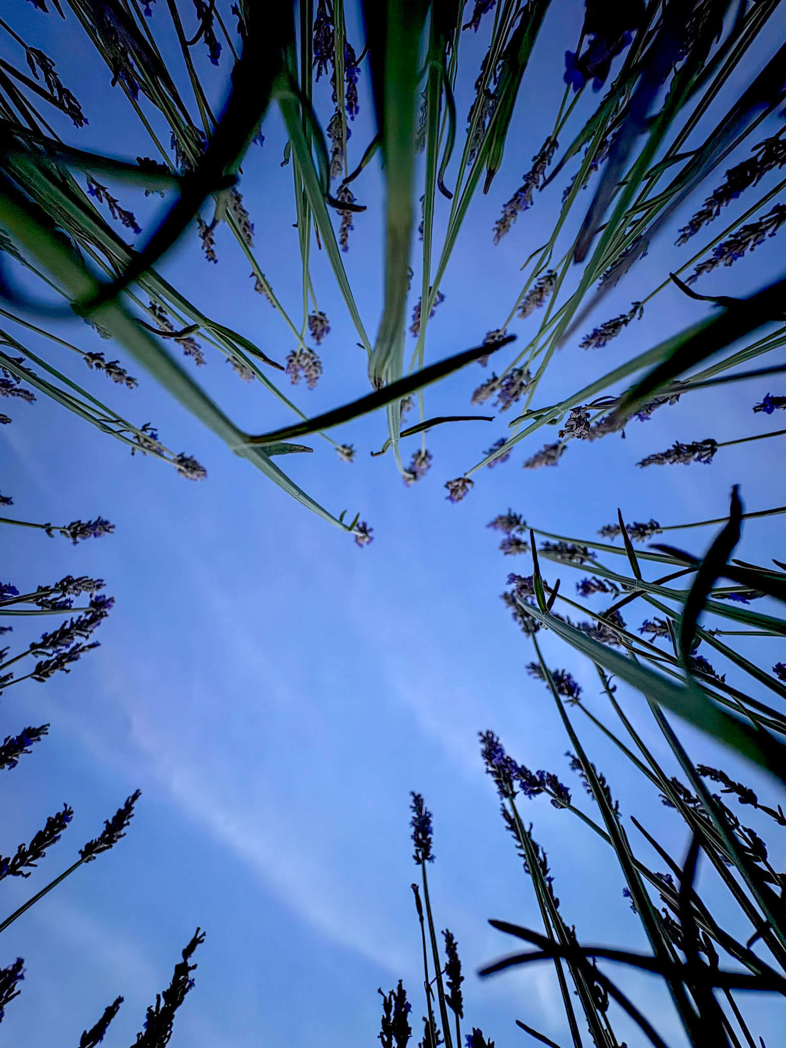 Lavender Dreams