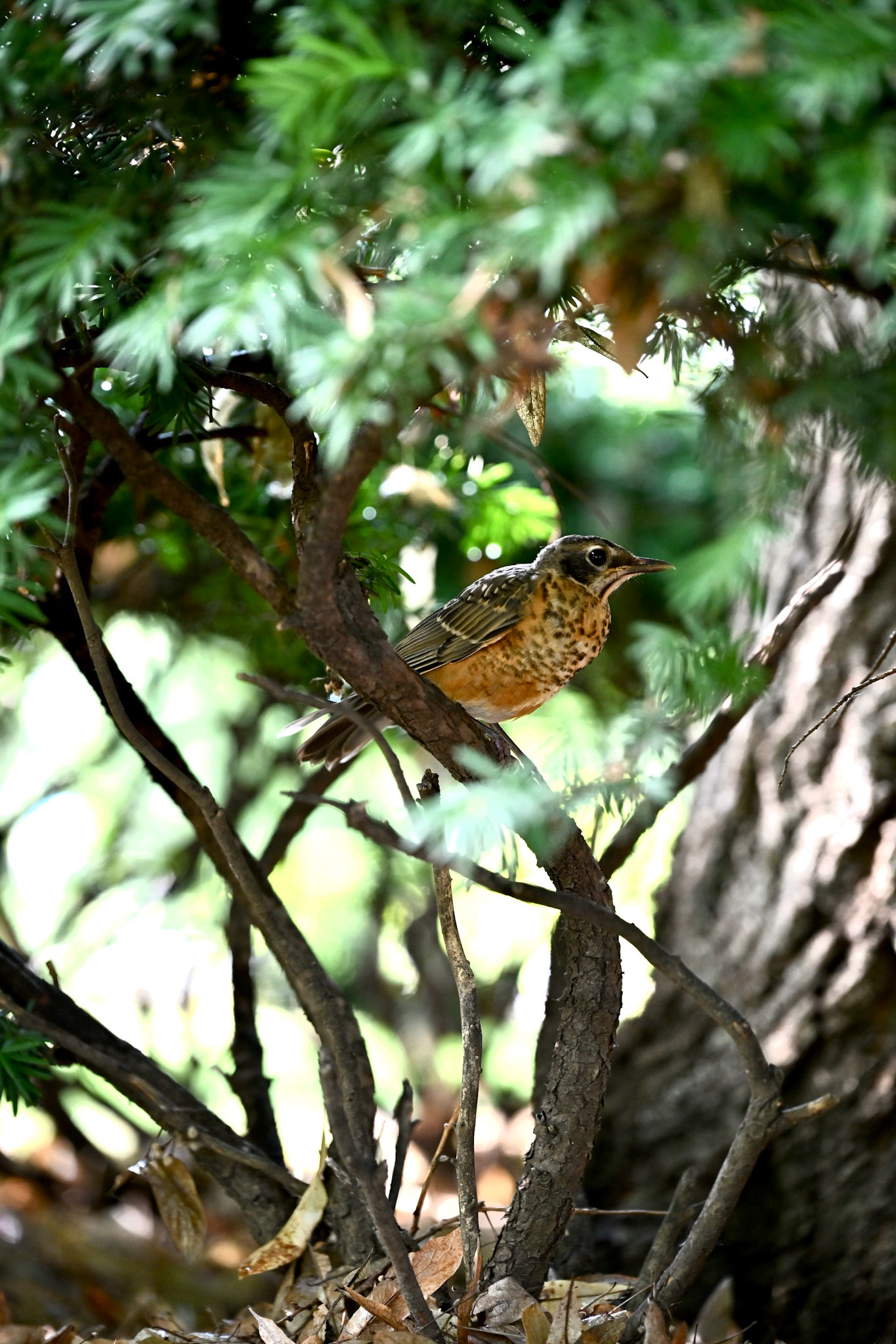 Roosting Robin