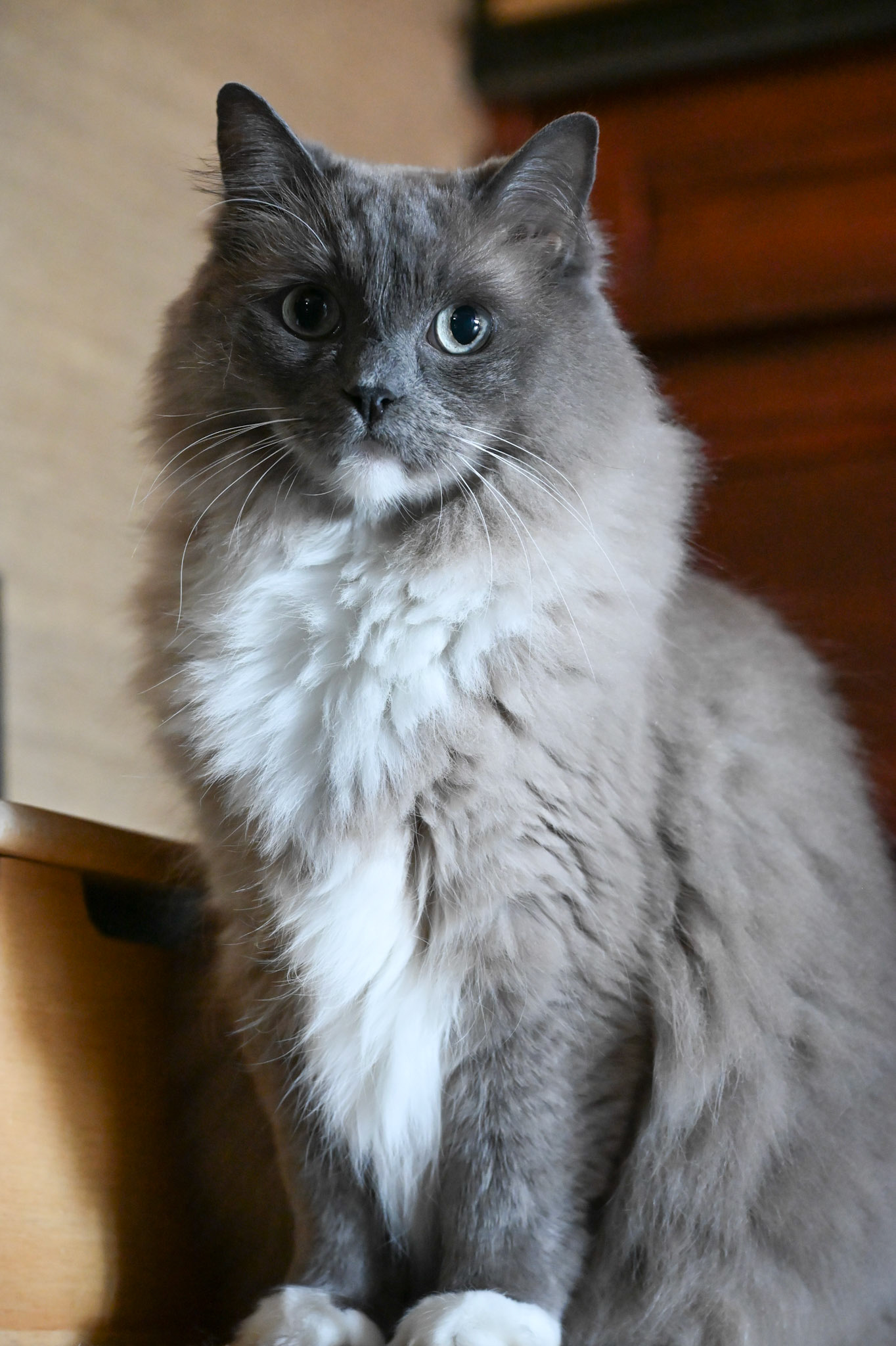 Toni perched atop his step stool
