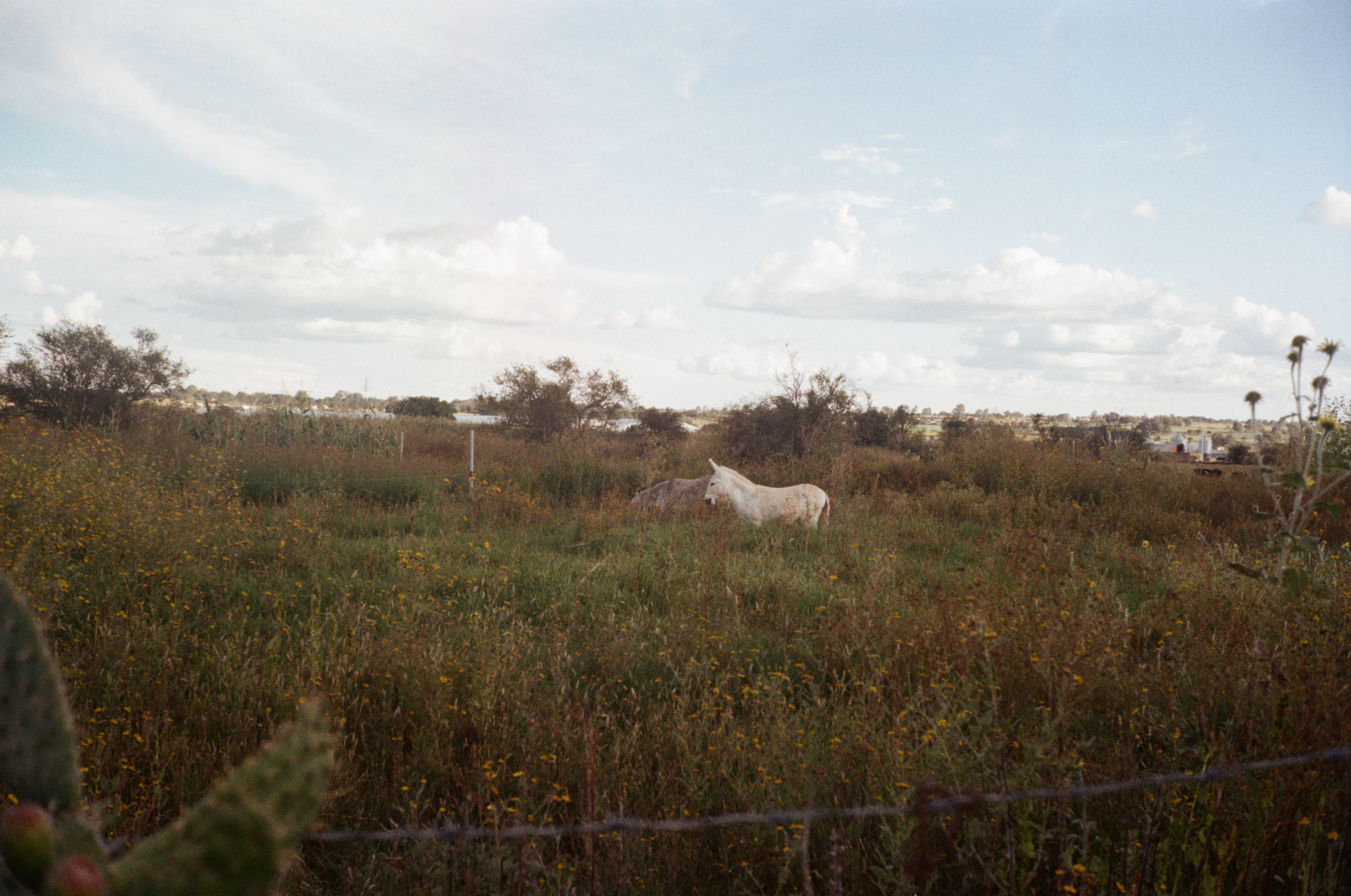 Rancho de mi abuelo.