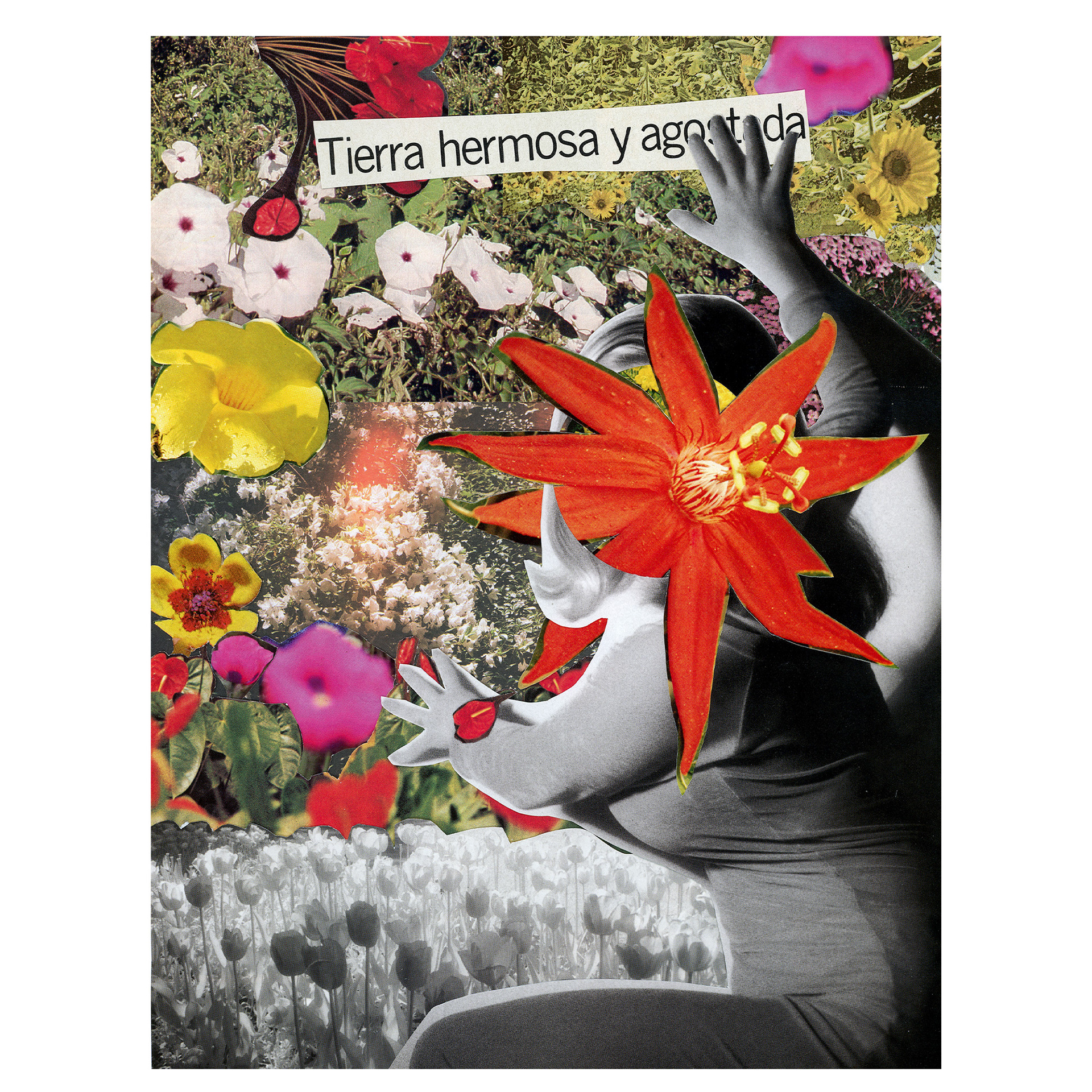Collage realizado por Norma Lamadrid