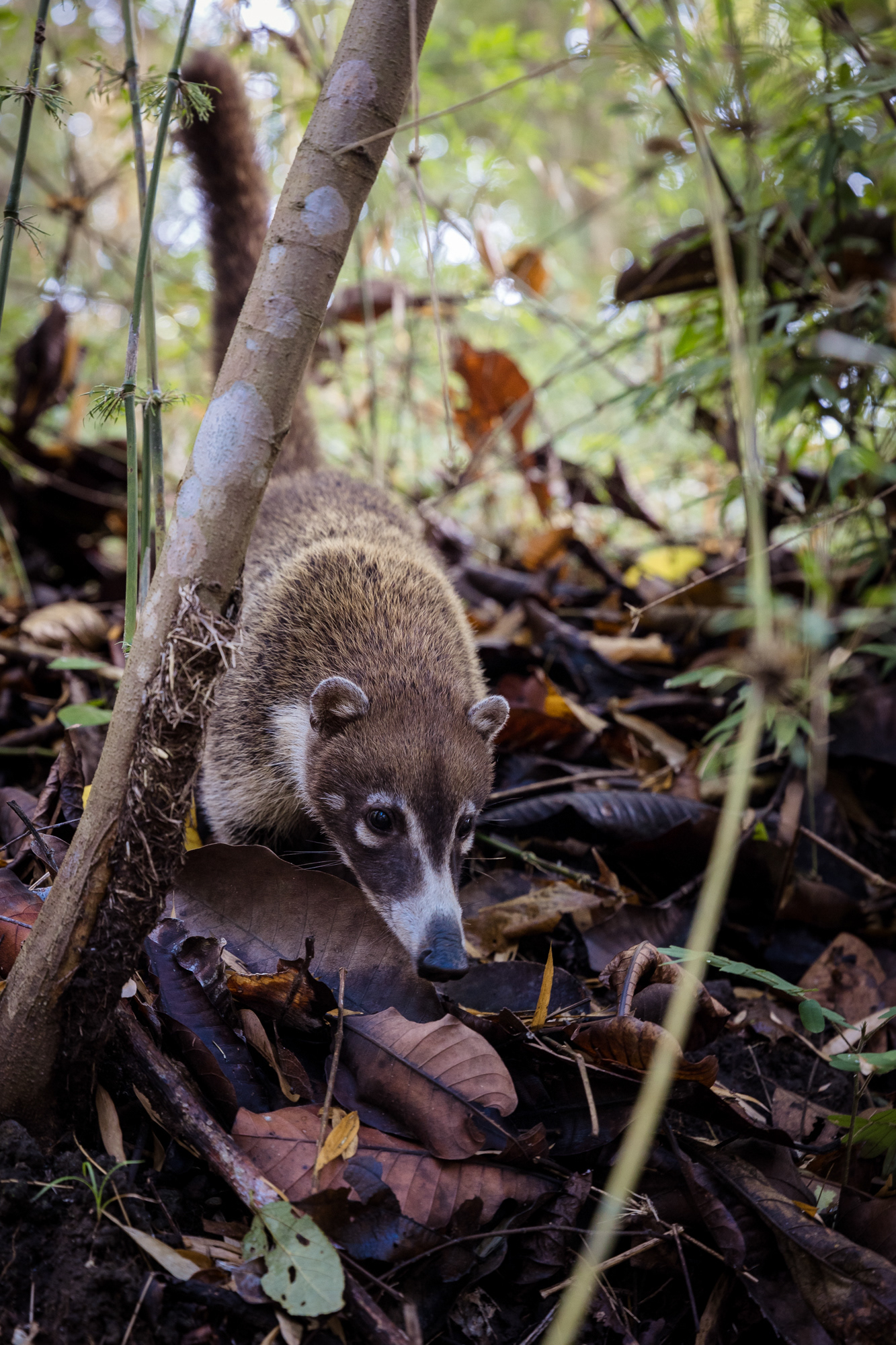 A curious white-nosed coati crosses the path along the Mono Tití Trail at Metropolitan Park, one of the many wildlife encounters in this urban jungle.