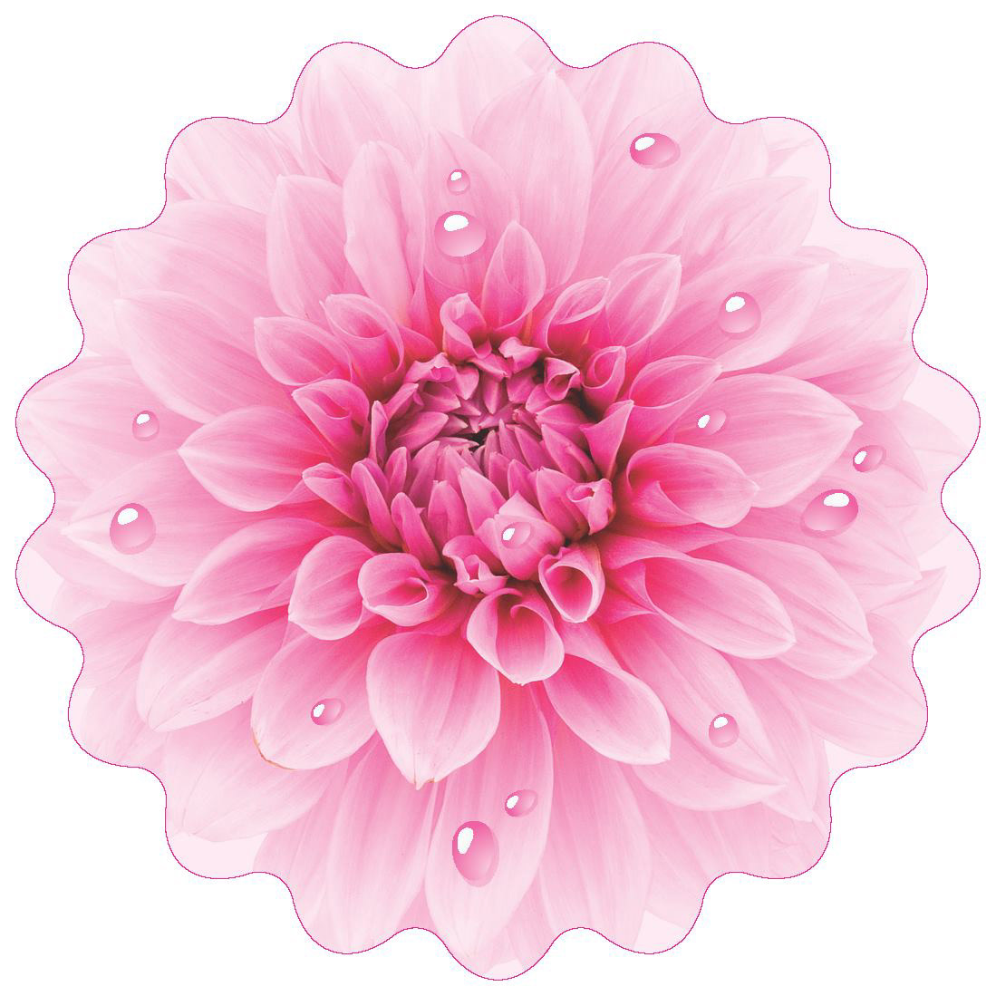 Pink Fingers - Coaster Design
