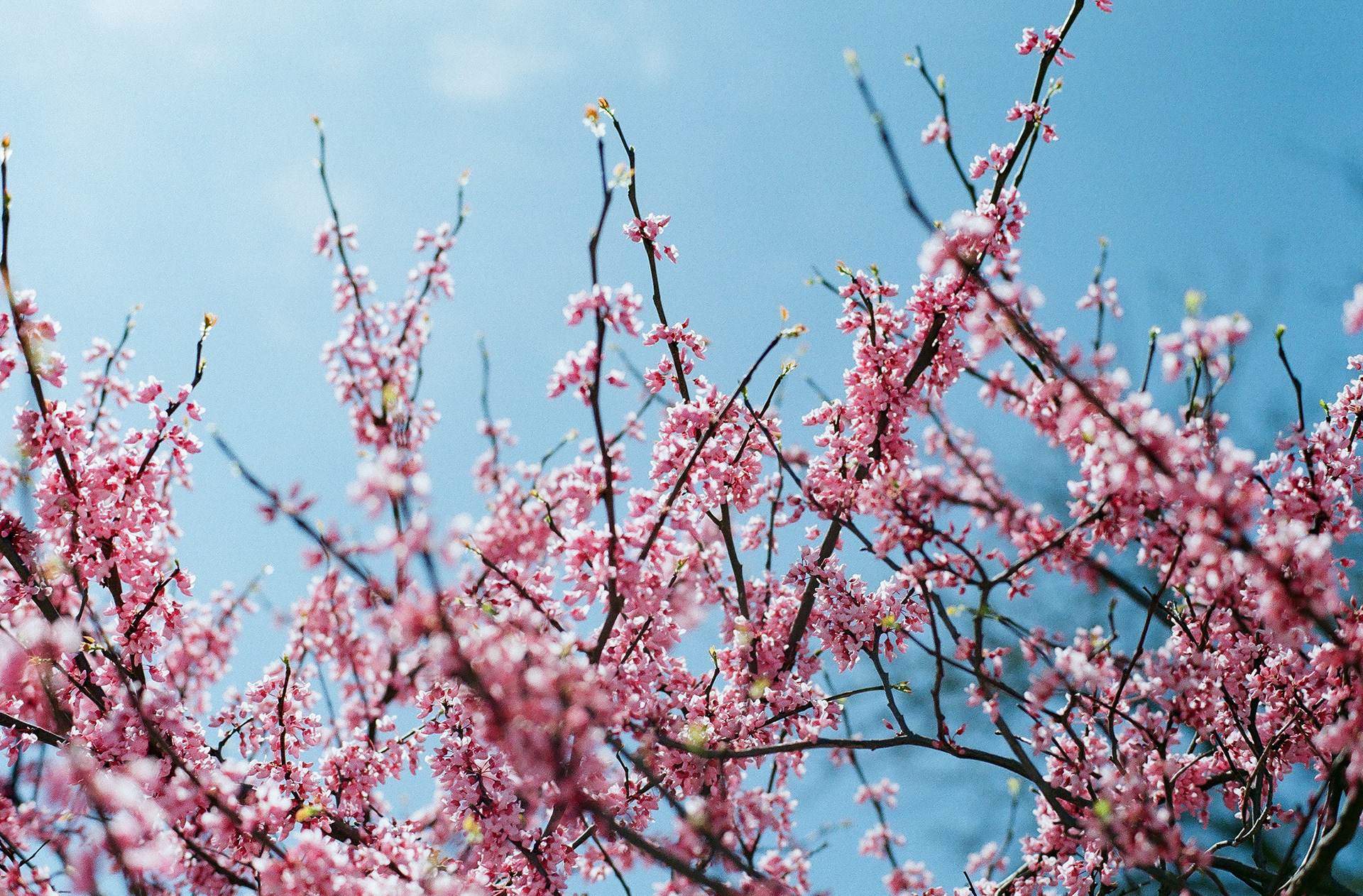 Spring Is In The Air