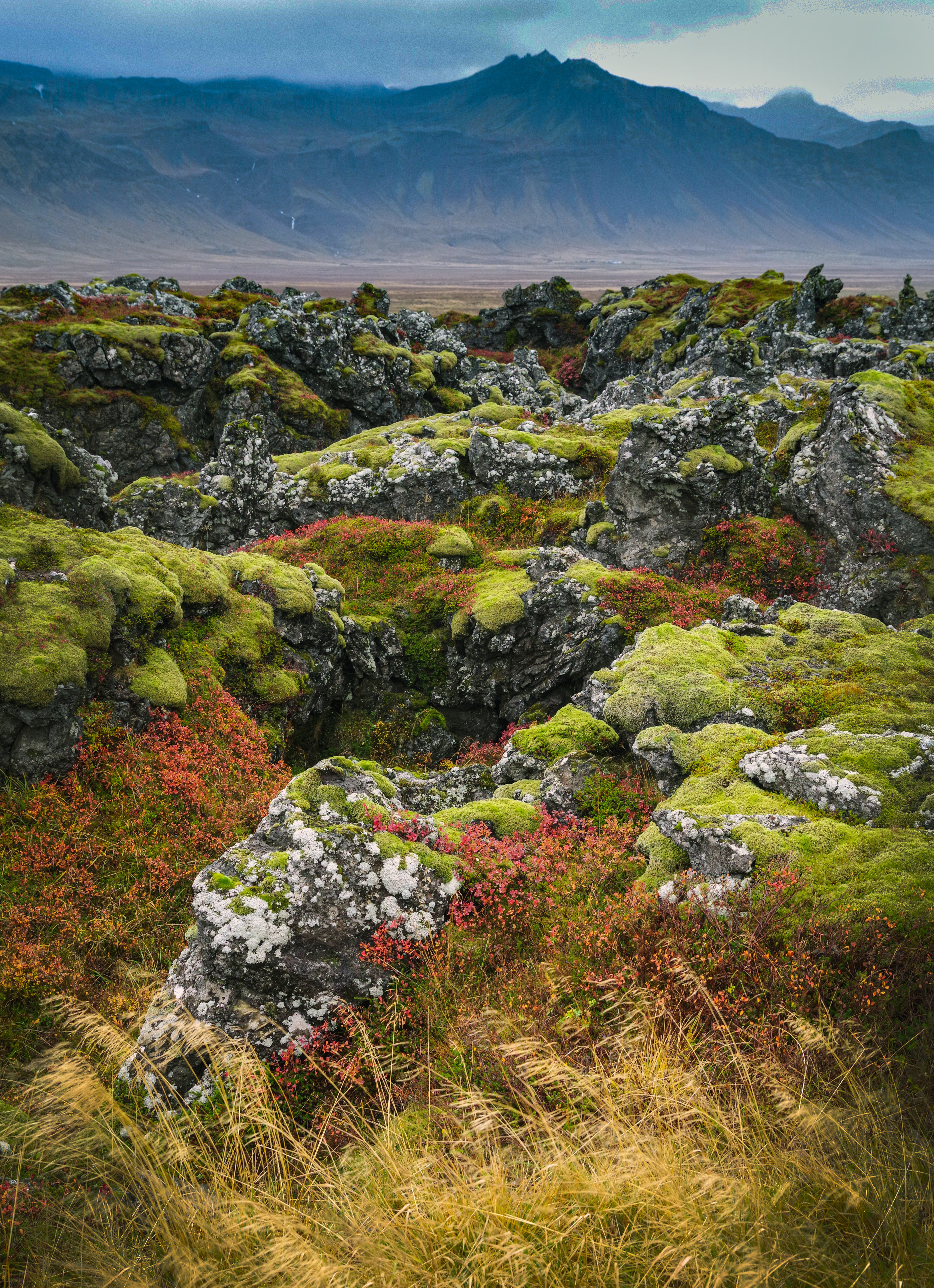 Ancient Moss
