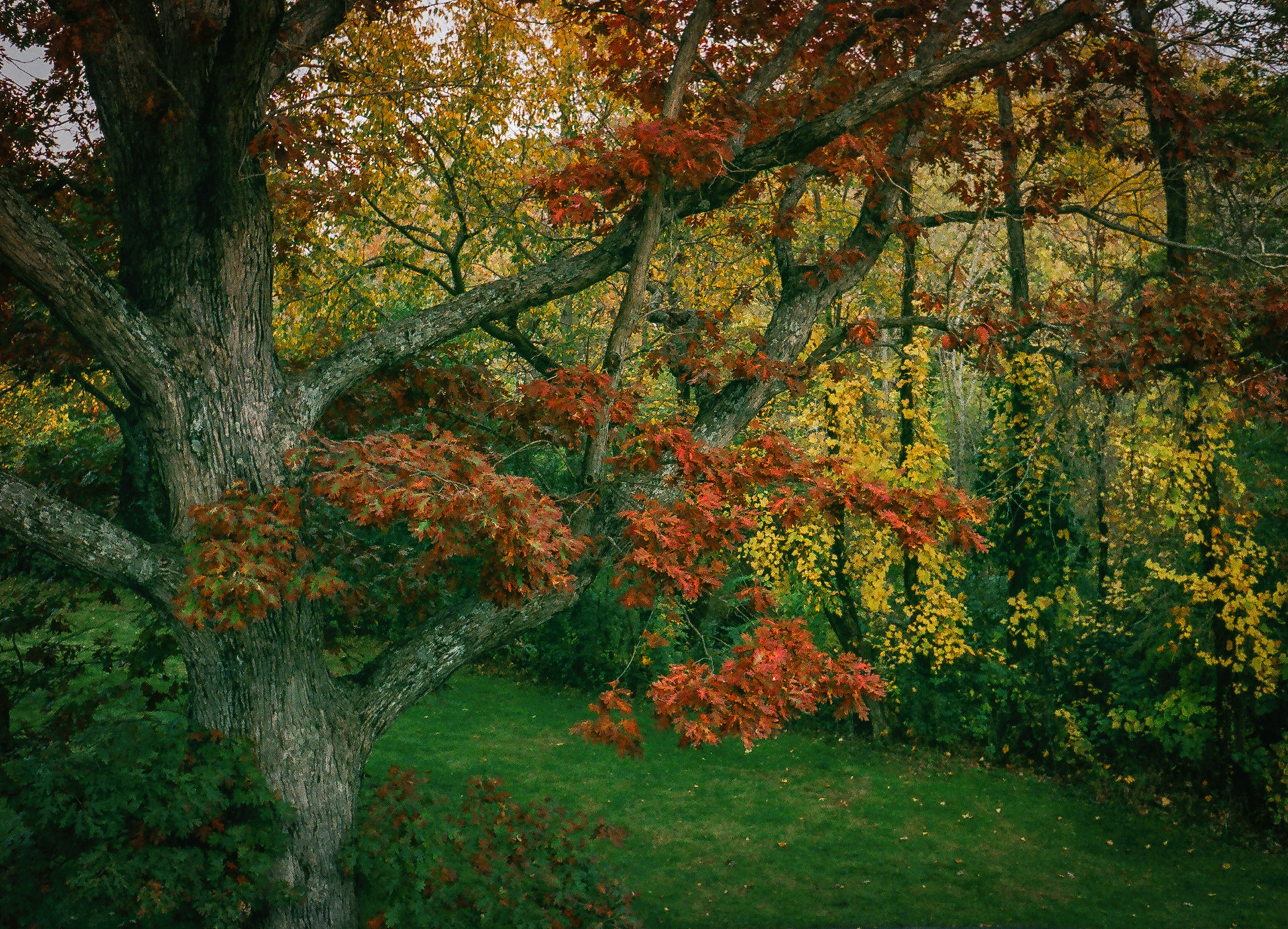 Out The Window in the Fall