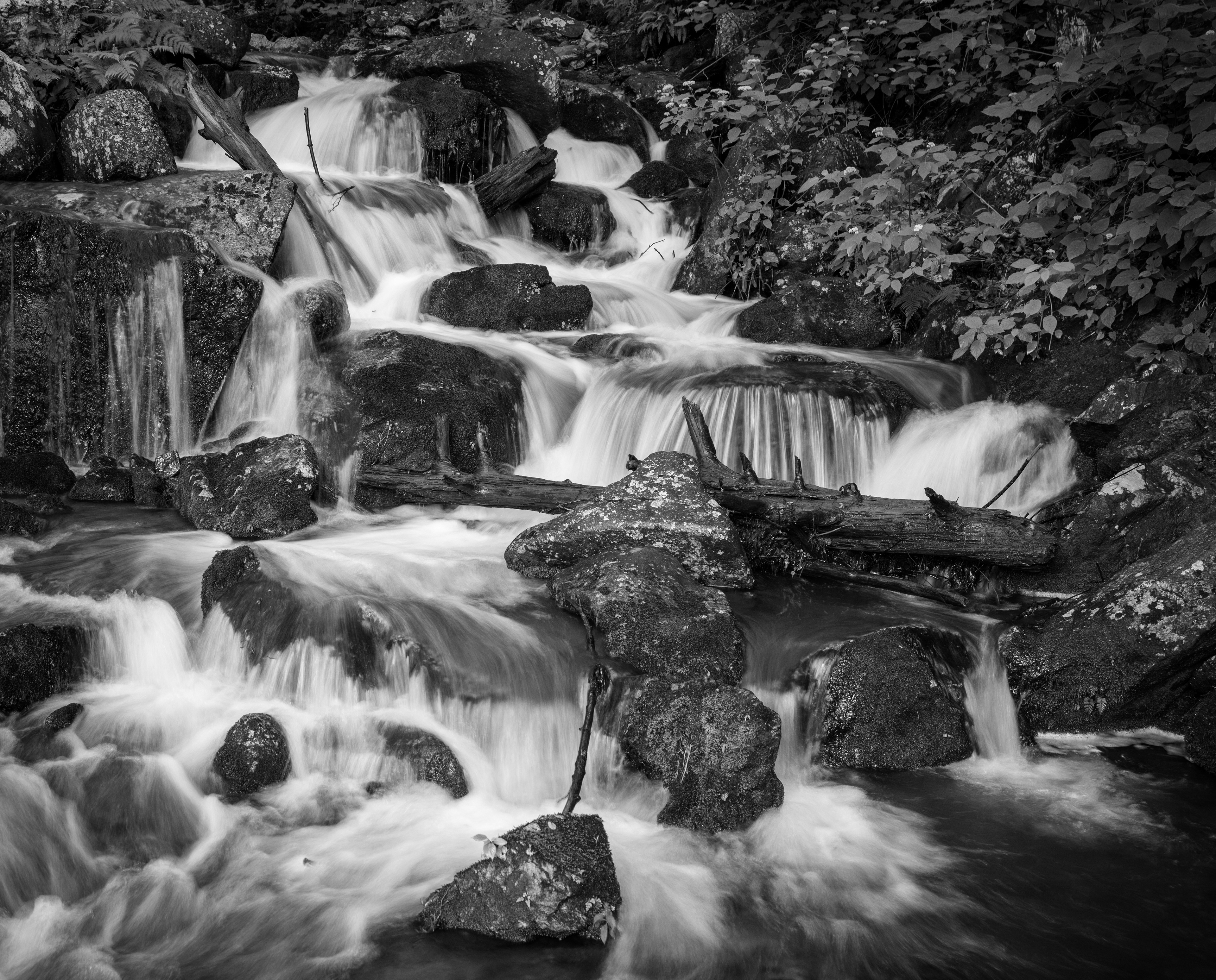 Hoh Forest Watershed