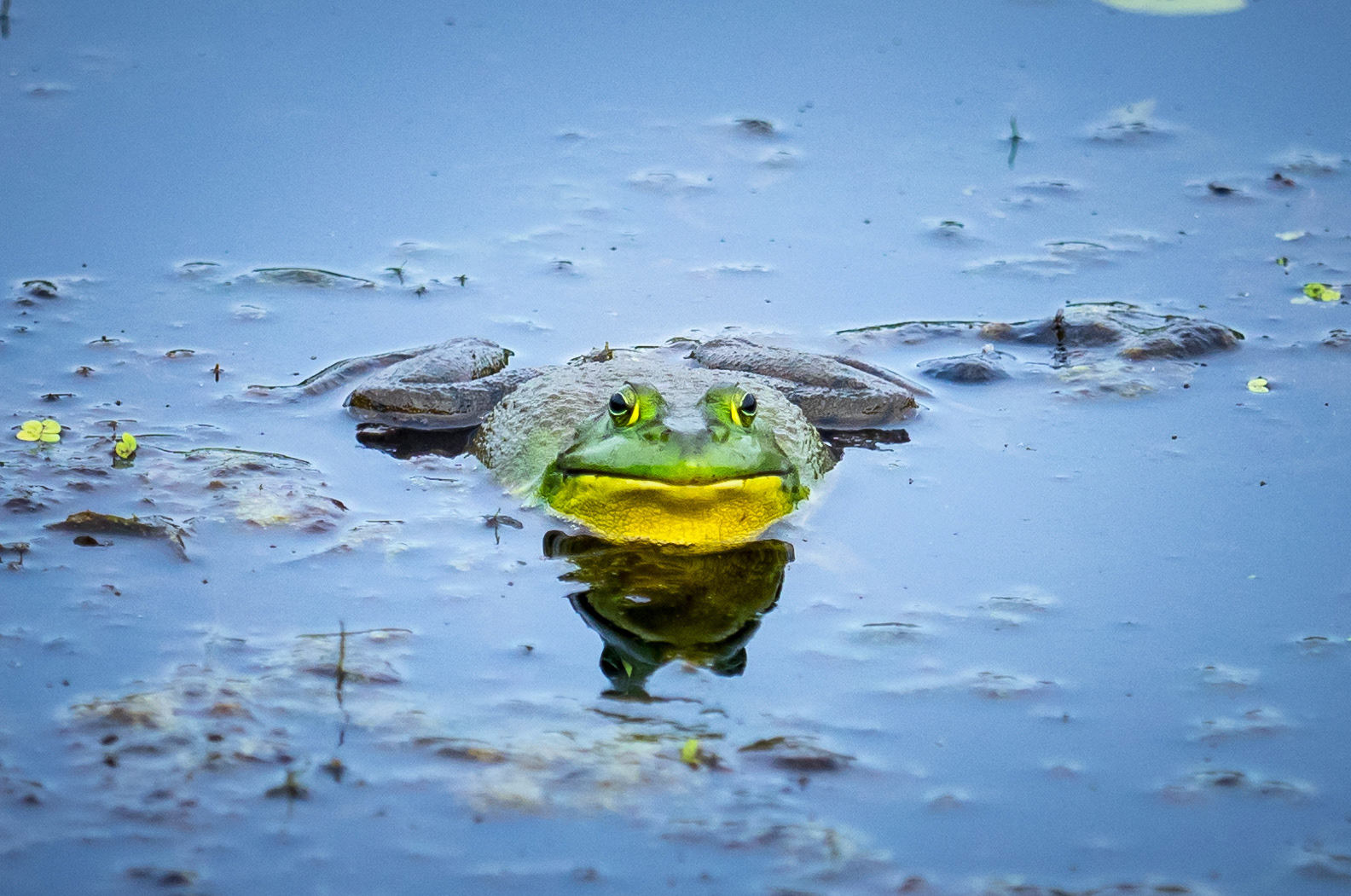 Bullfrog