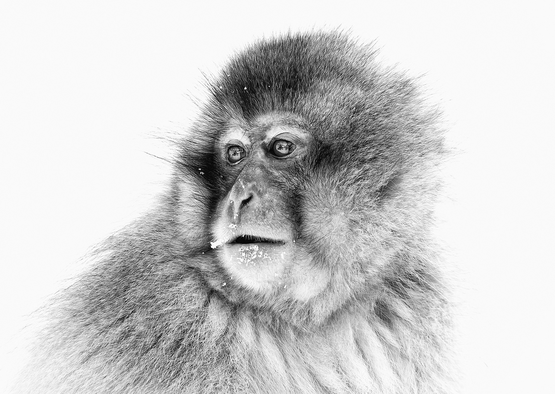 Snow Monkey