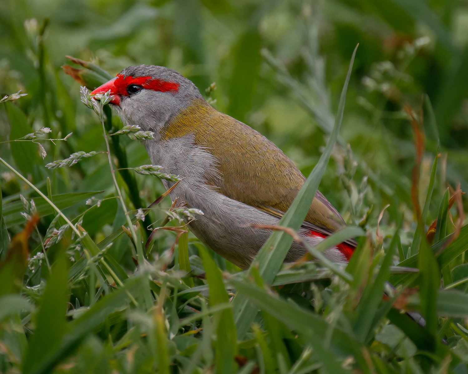 Bird Breckie