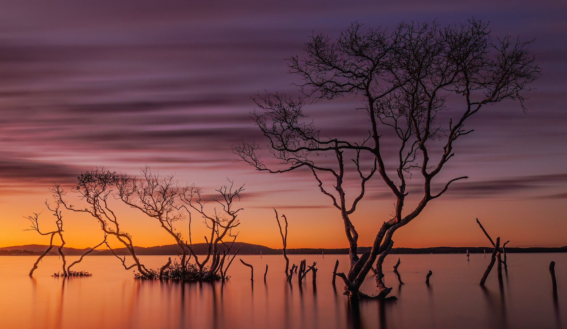 Mangroves - Salamander Bay, NSW Australia 