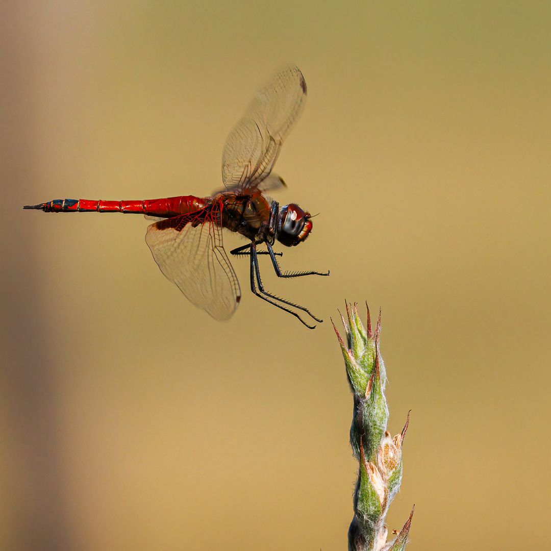 Final Approach