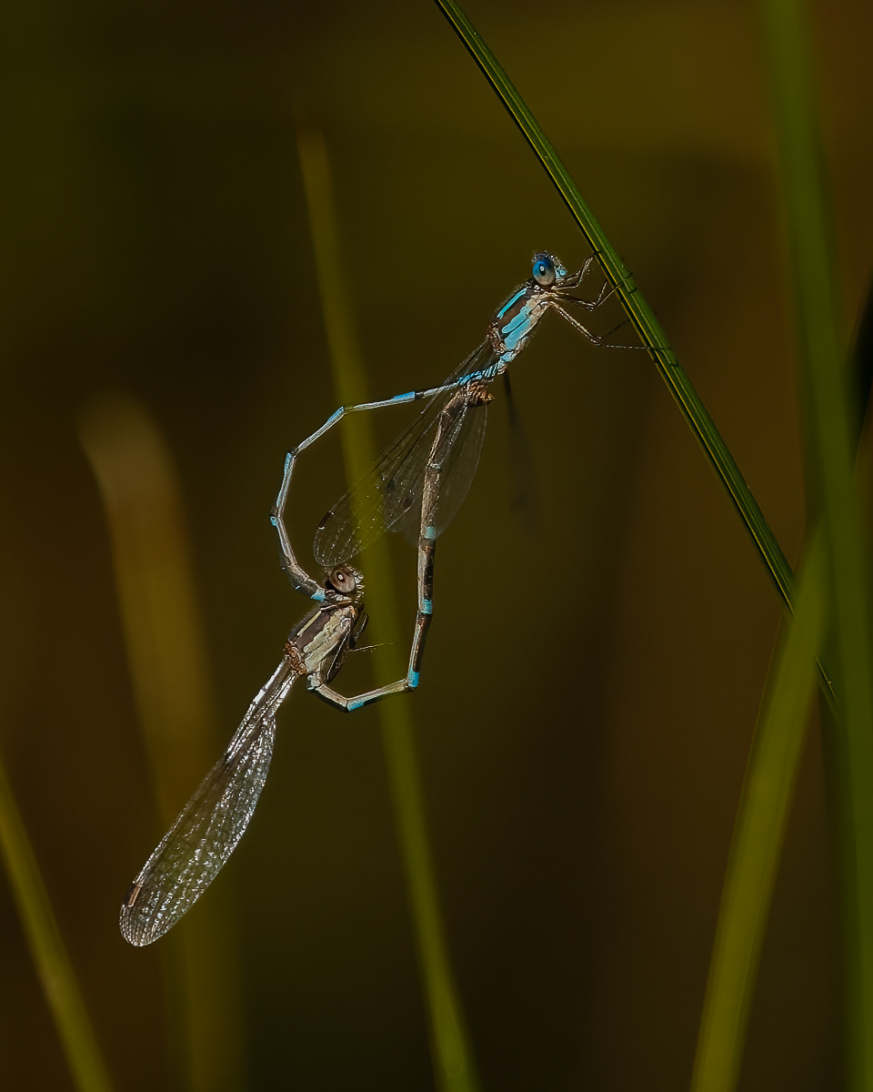 Tango