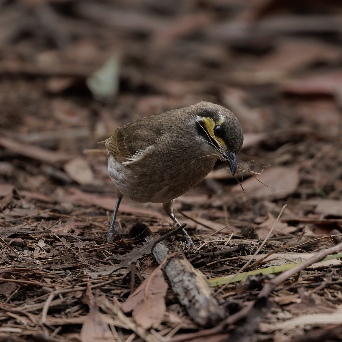 Nest Begins