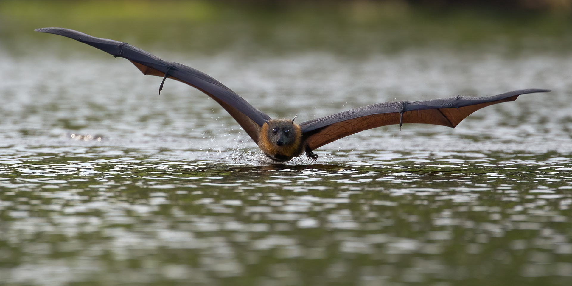 Water Skimming