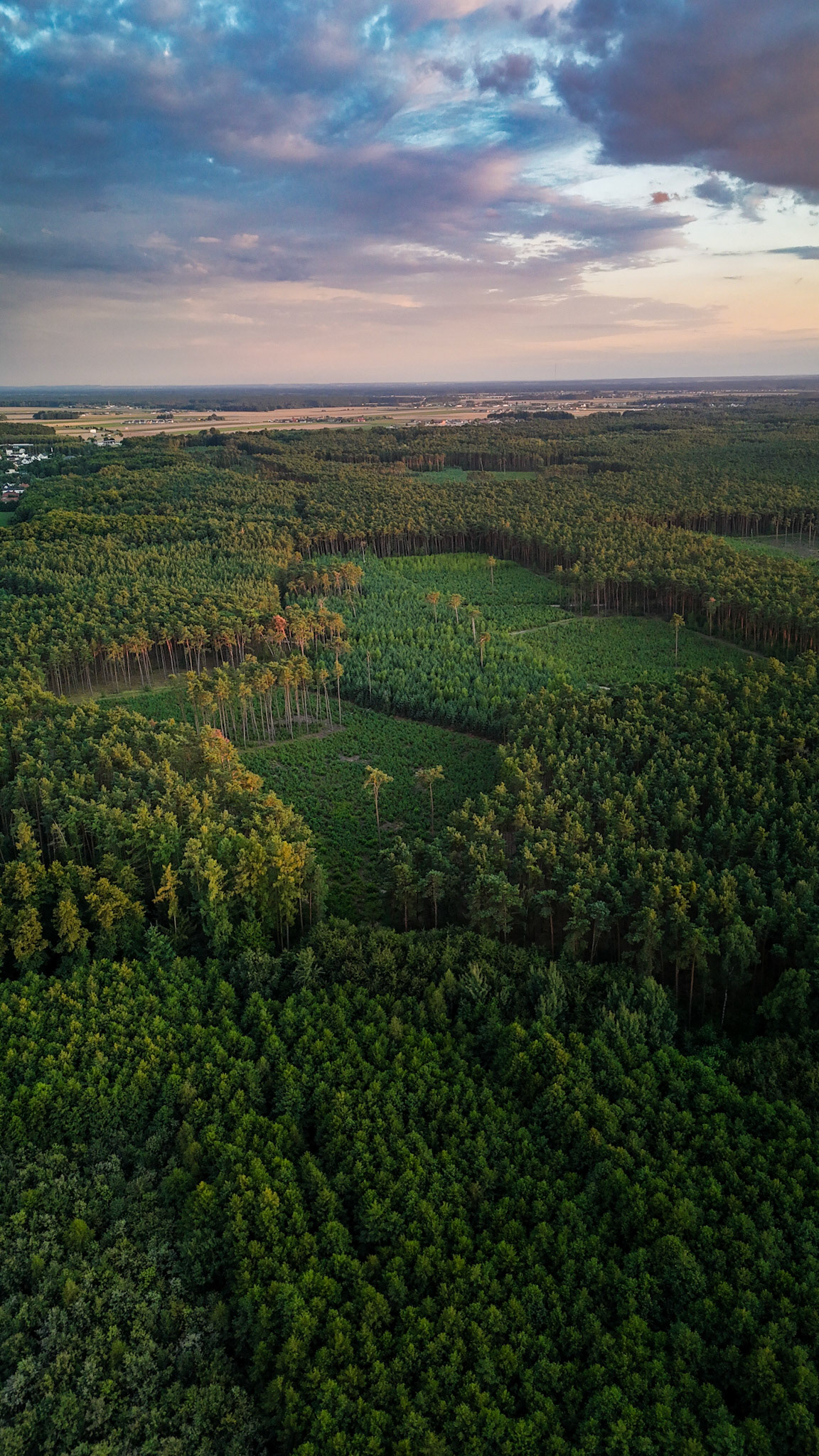 Borówiec