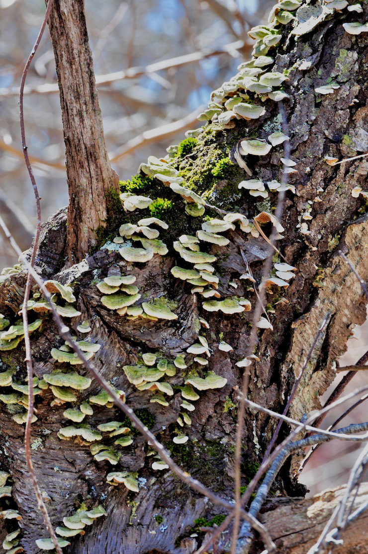 "Step by Step"- Wells Reserve, ME