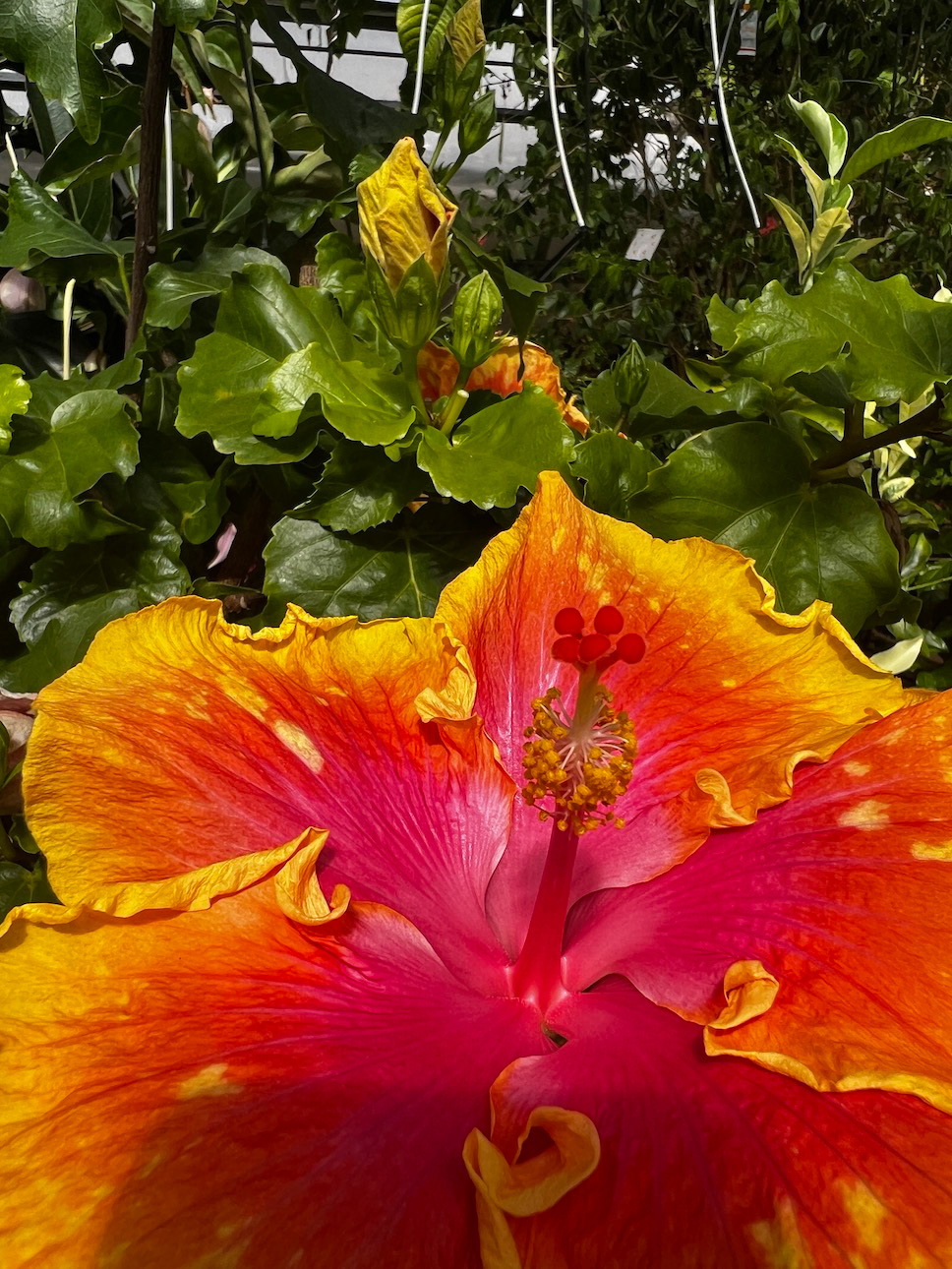 "Hibiscus: Sunset"- Logie's, Danielson, CT