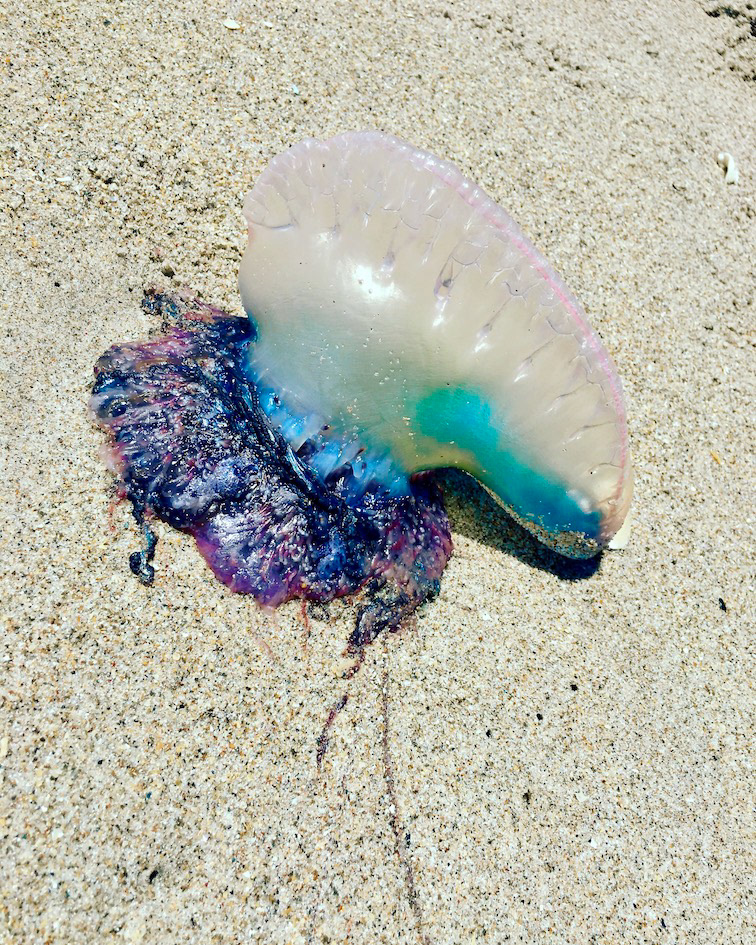 "Deadly Water Balloon"- Orchid Island, FL