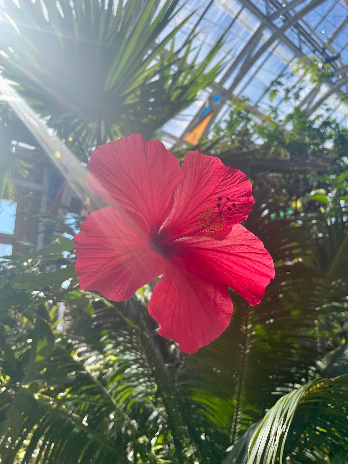 "Hibiscus: Pink Lemonade"- New England Botanic Garden at Tower Hill, Boylston, MA