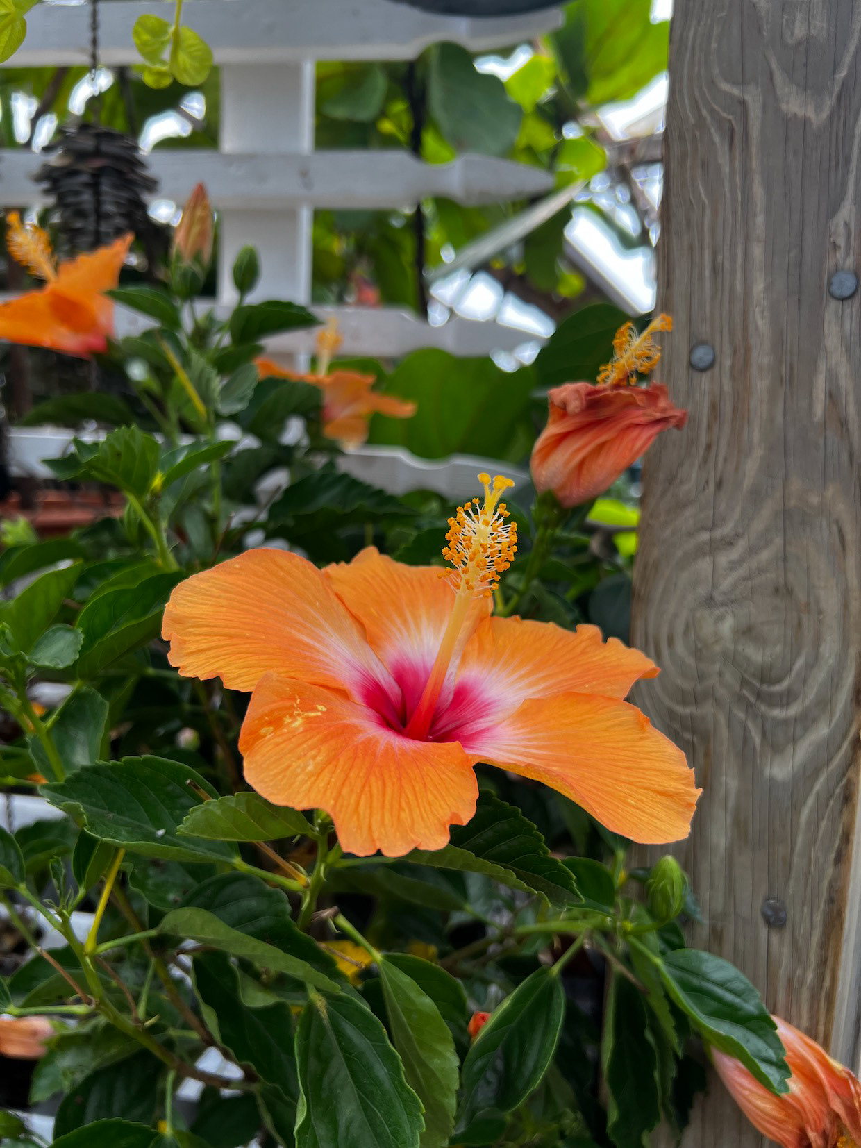"Hibiscus: Tangerine"- Estabrook's, Yarmouth, ME