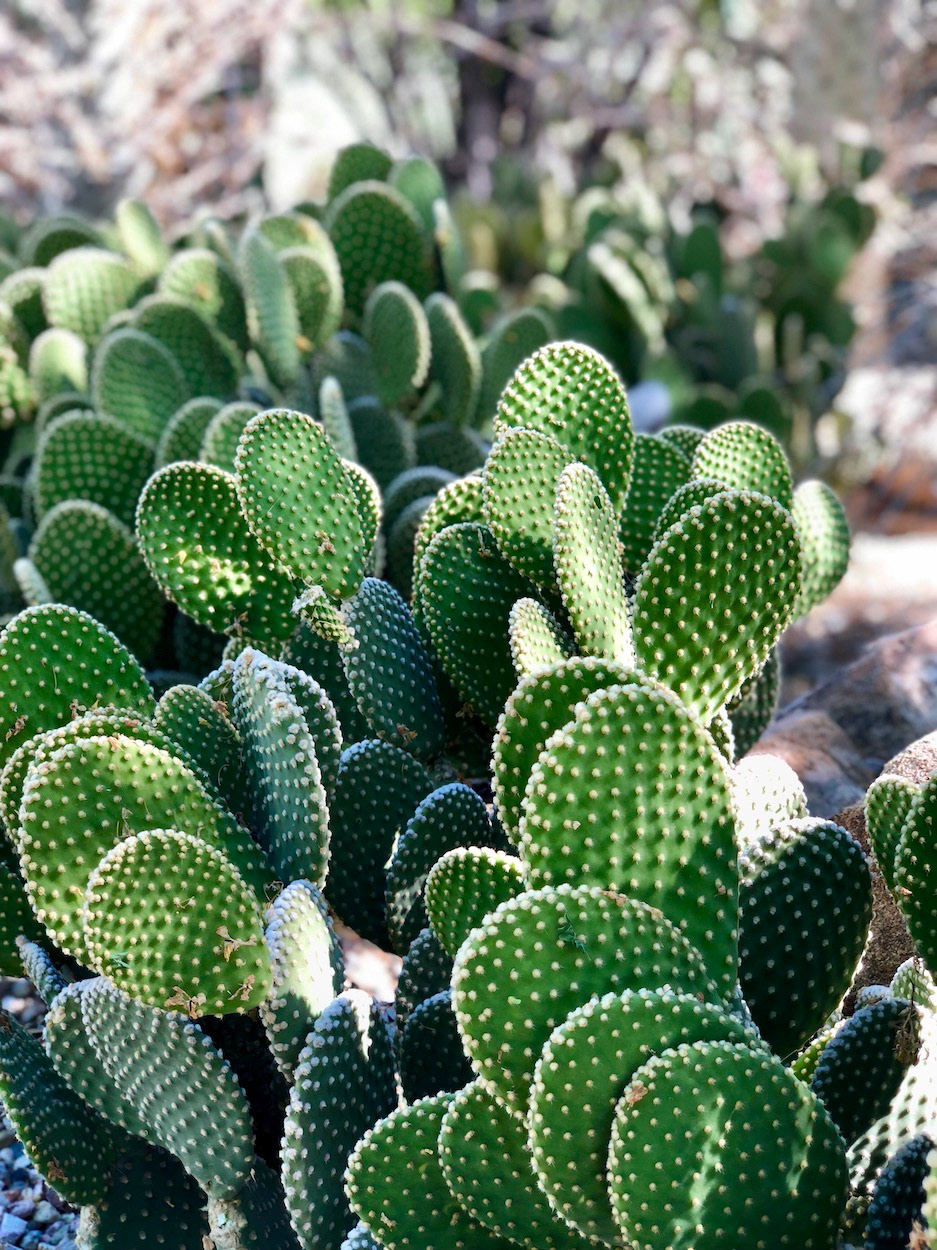 "Prickly Paddles"- Desert Botanical gardens, Phoenix, AZ