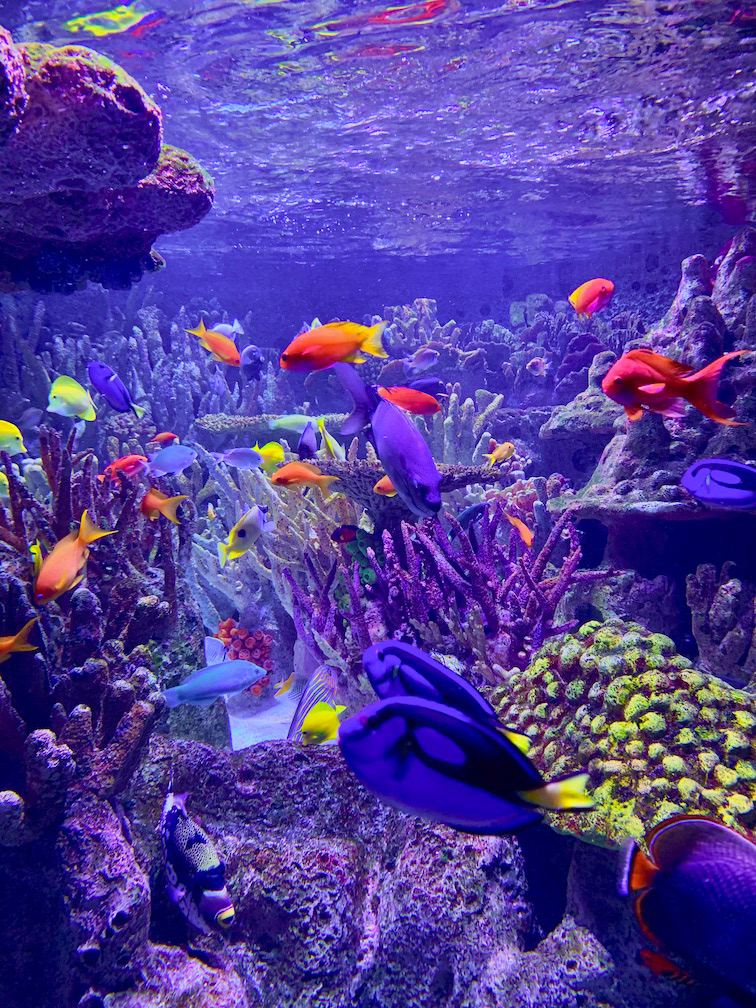 "Reef Rush Hour"- New England Aquarium, Boston, MA