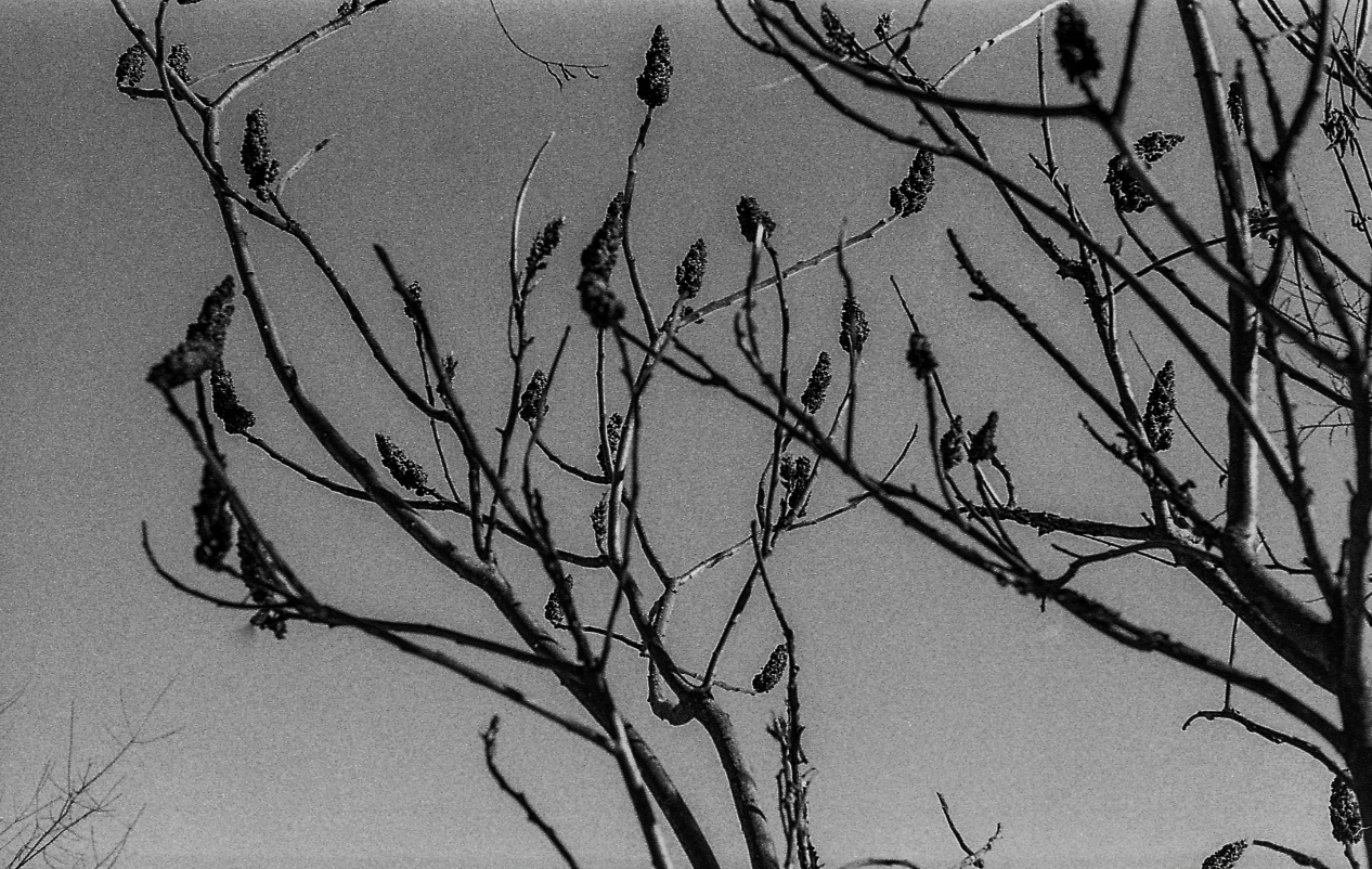 "Waiting for Spring"- Scarborough, ME