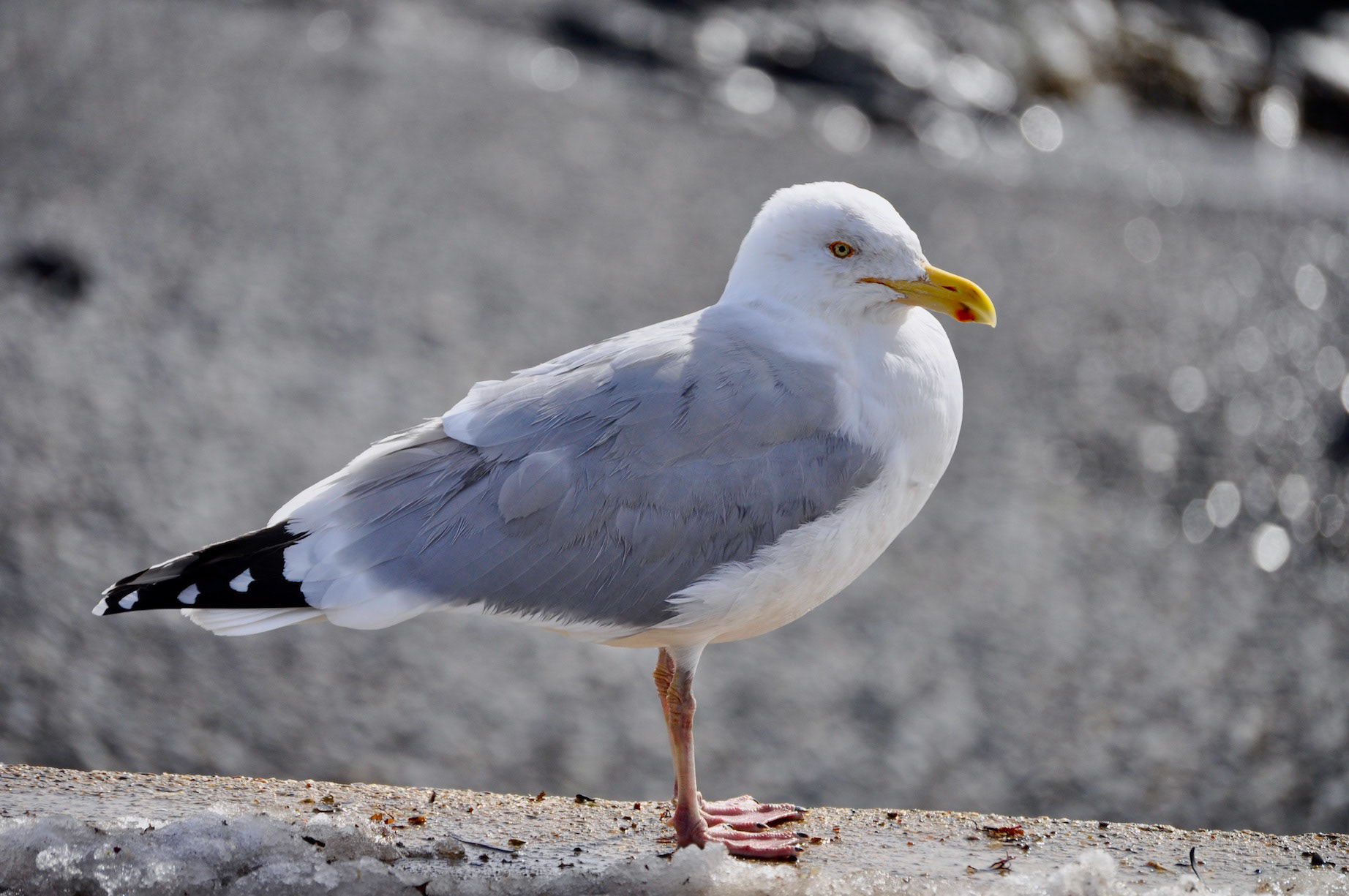 "Sea Chicken"- Middle Beach, Kennebunk, ME