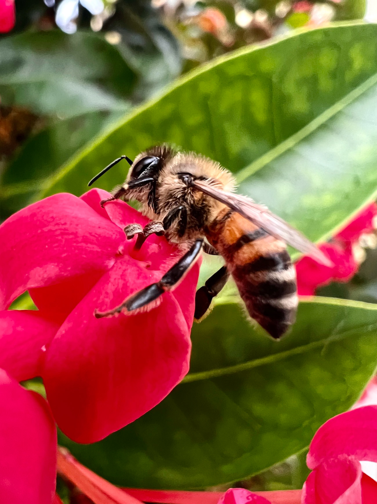 "What's the Buzz, Fuzz?"- Orchid Island, FL