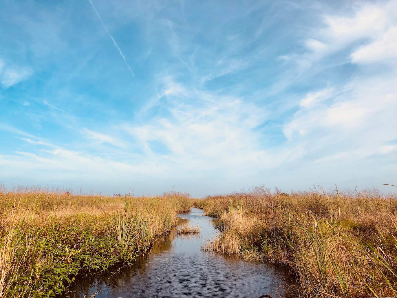 "Gatorland, USA"- Blue Cypress Reserve, Fellsmere, FL