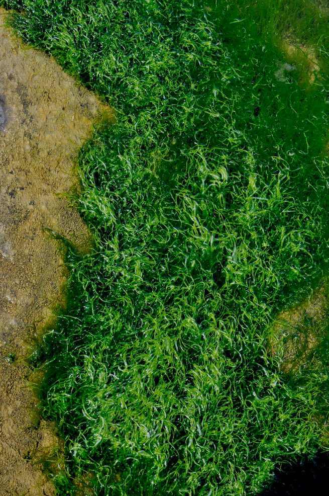 "Submarine Forest"- Biddeford Point, ME