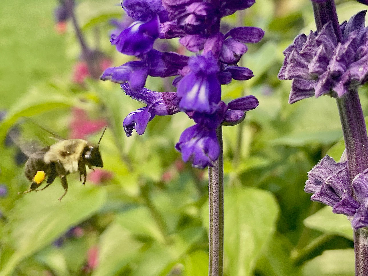 "Haulin' Pollen"- Coastal Maine Botanical Gardens, Boothbay, ME