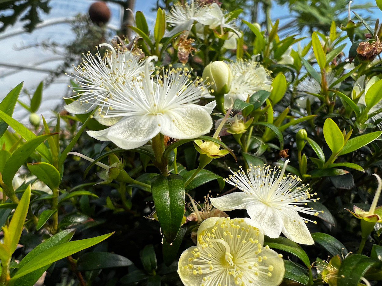 "Floral Fireworks"- Snug Harbor Farm, Kennebunkport, ME