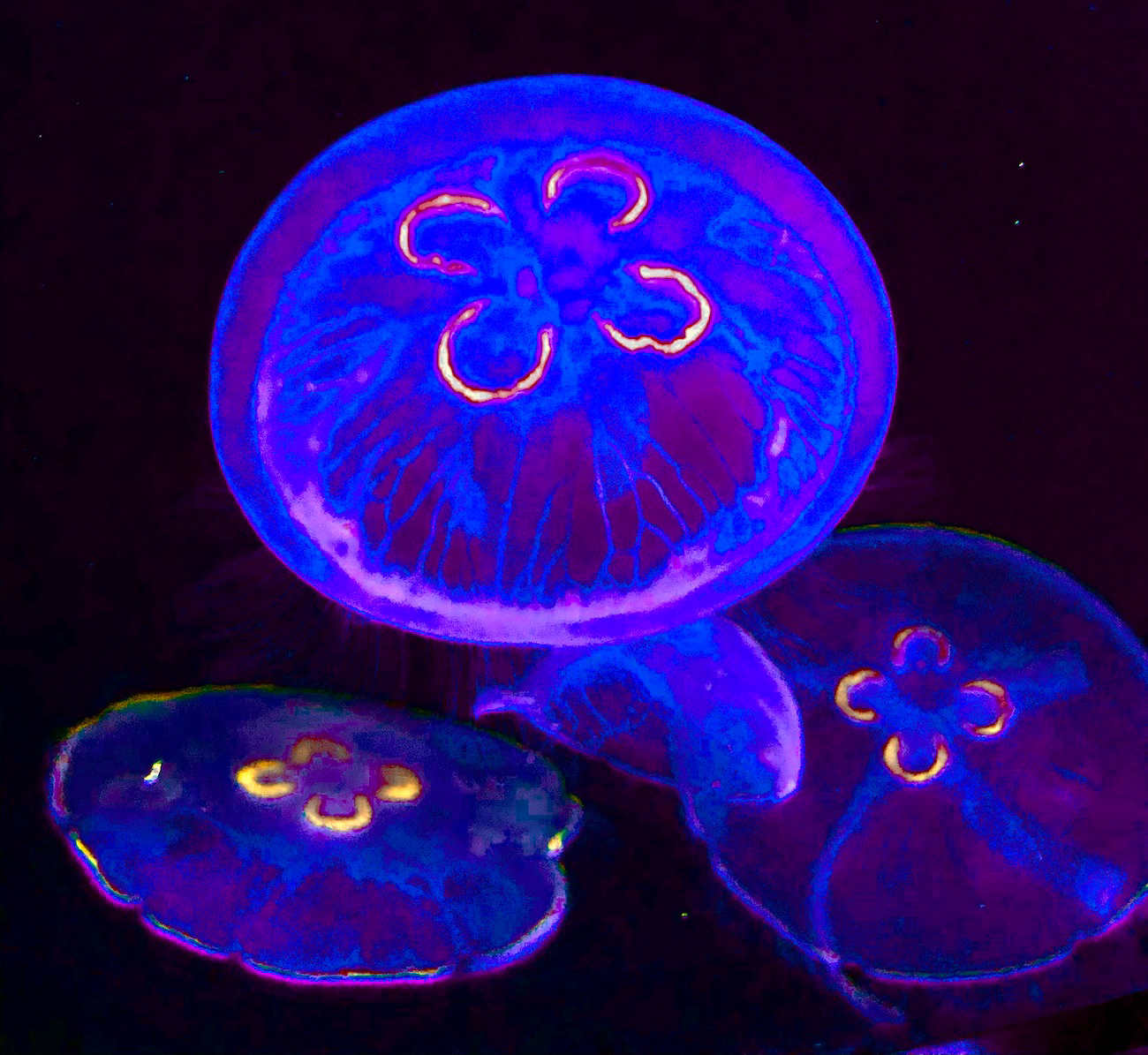 "Neo-Chromatic Jellies"- Mystic Aquarium, Mystic, CT