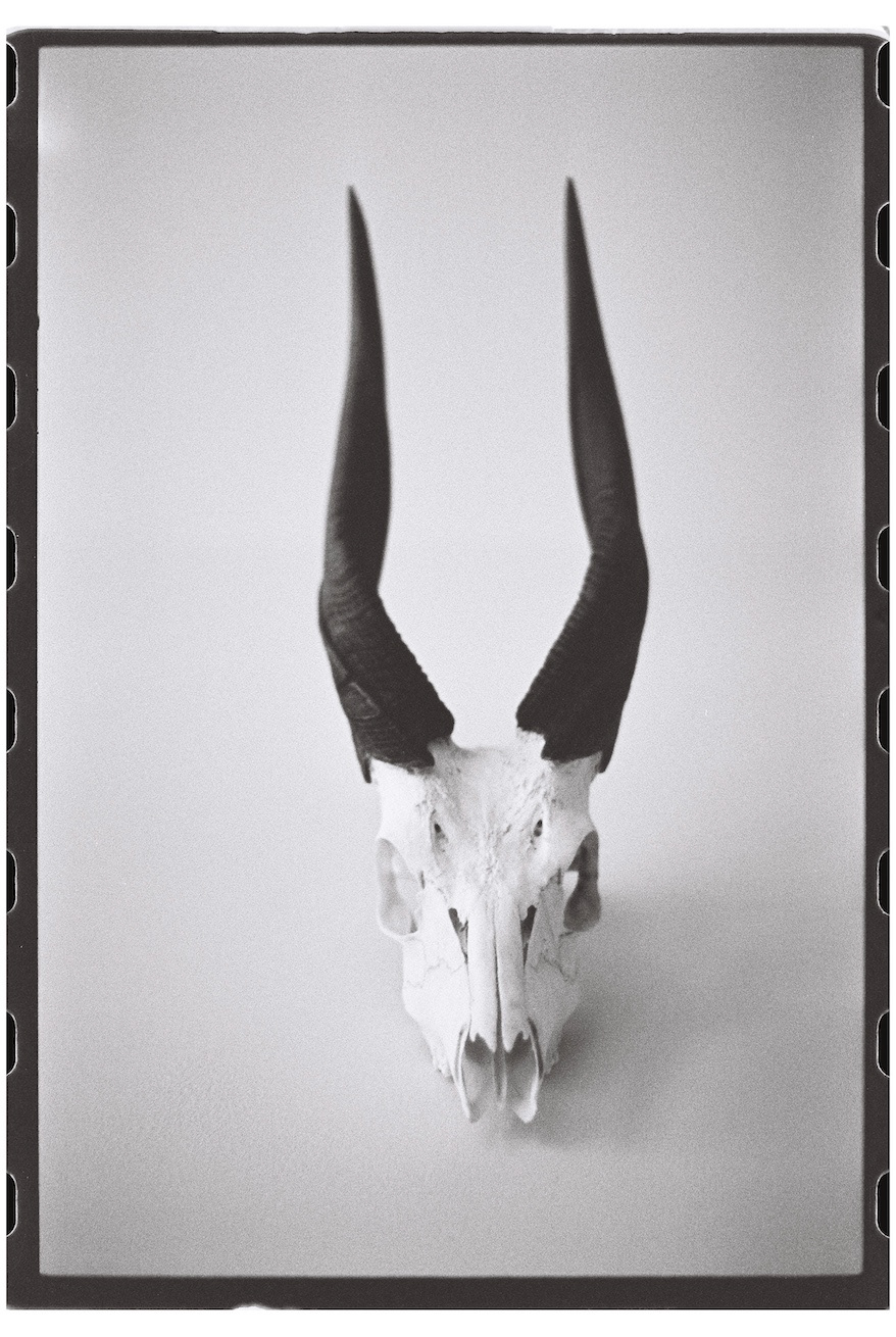 "The Stare"- Biddeford, ME