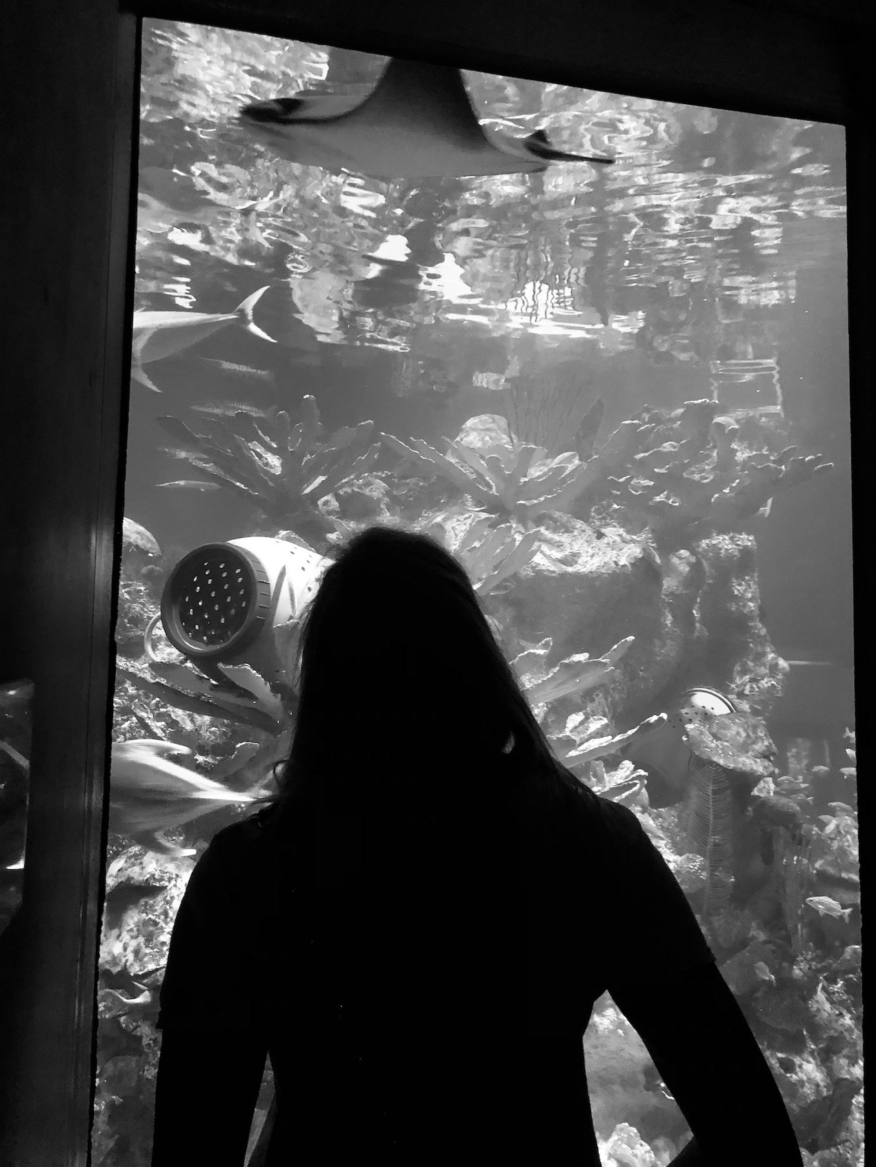 "Seeing Through the Glass"- New England Aquarium, Boston, MA