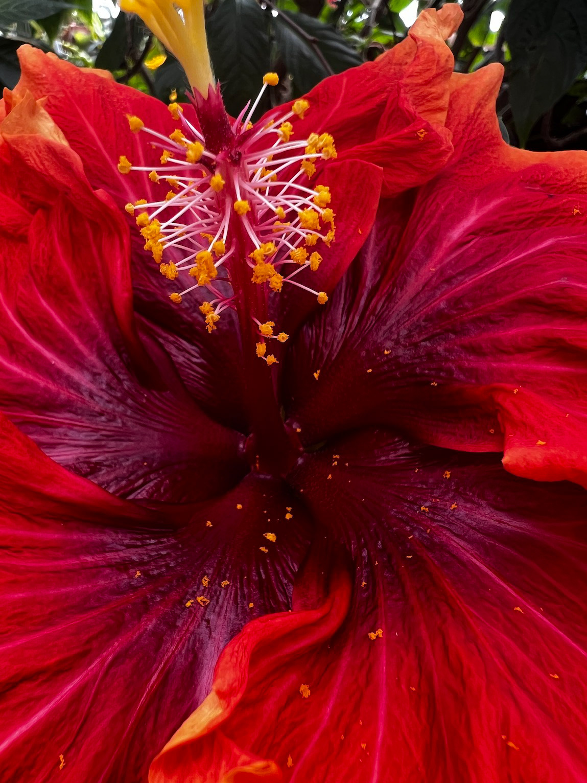 "Hibiscus: Fire"- Logee's, Danielson, CT