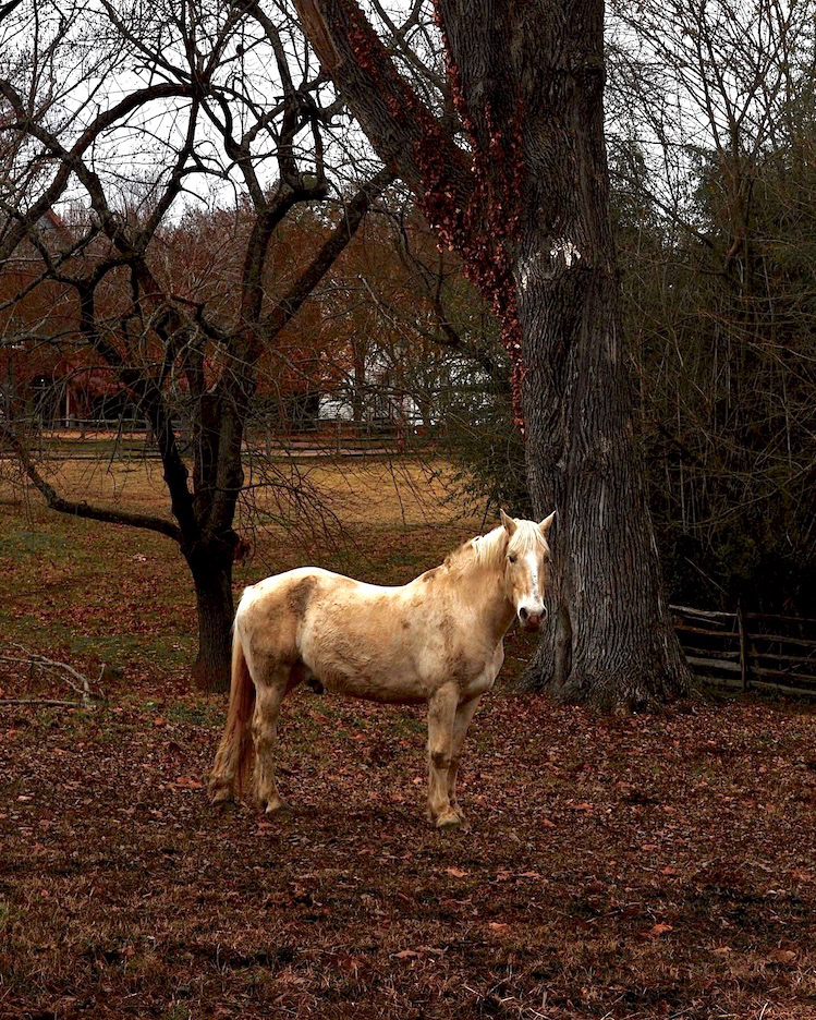 "Horse of Merchant Square"- Williamsburg, VA