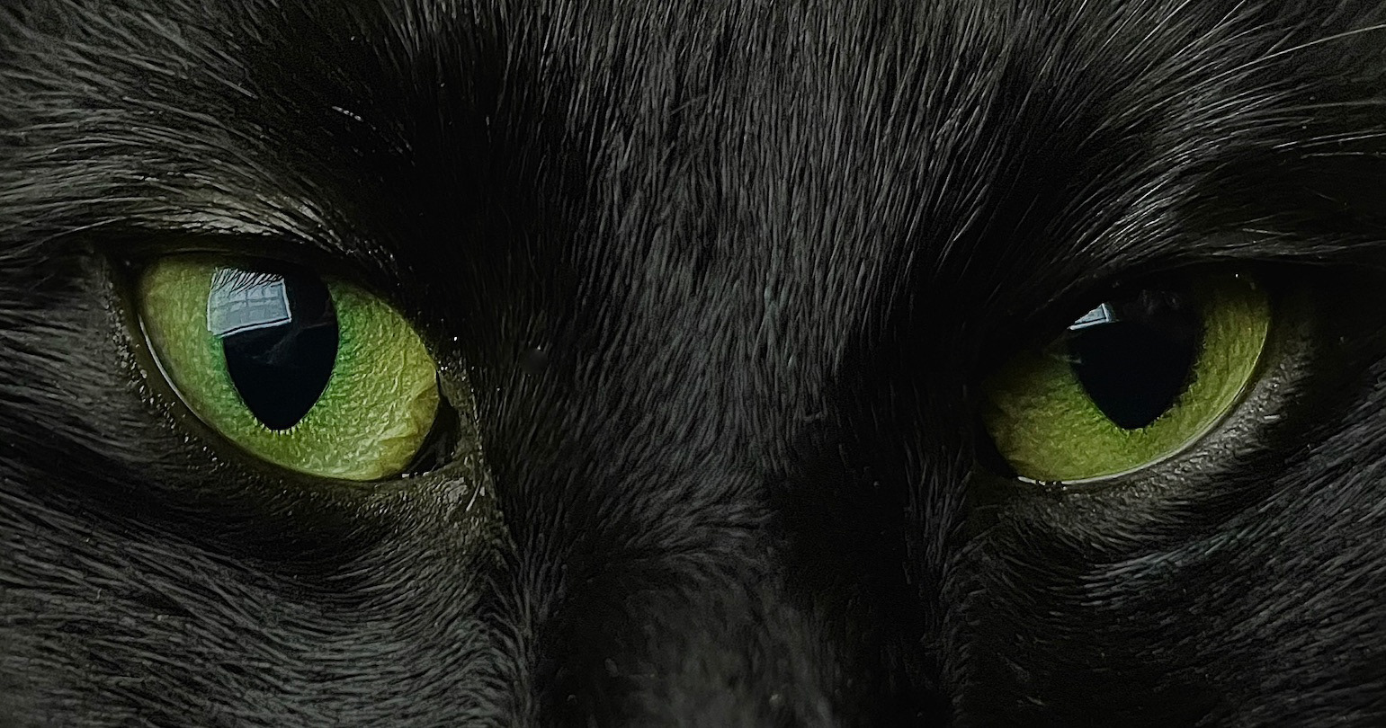 "Frankenkitty"- Gorham, ME