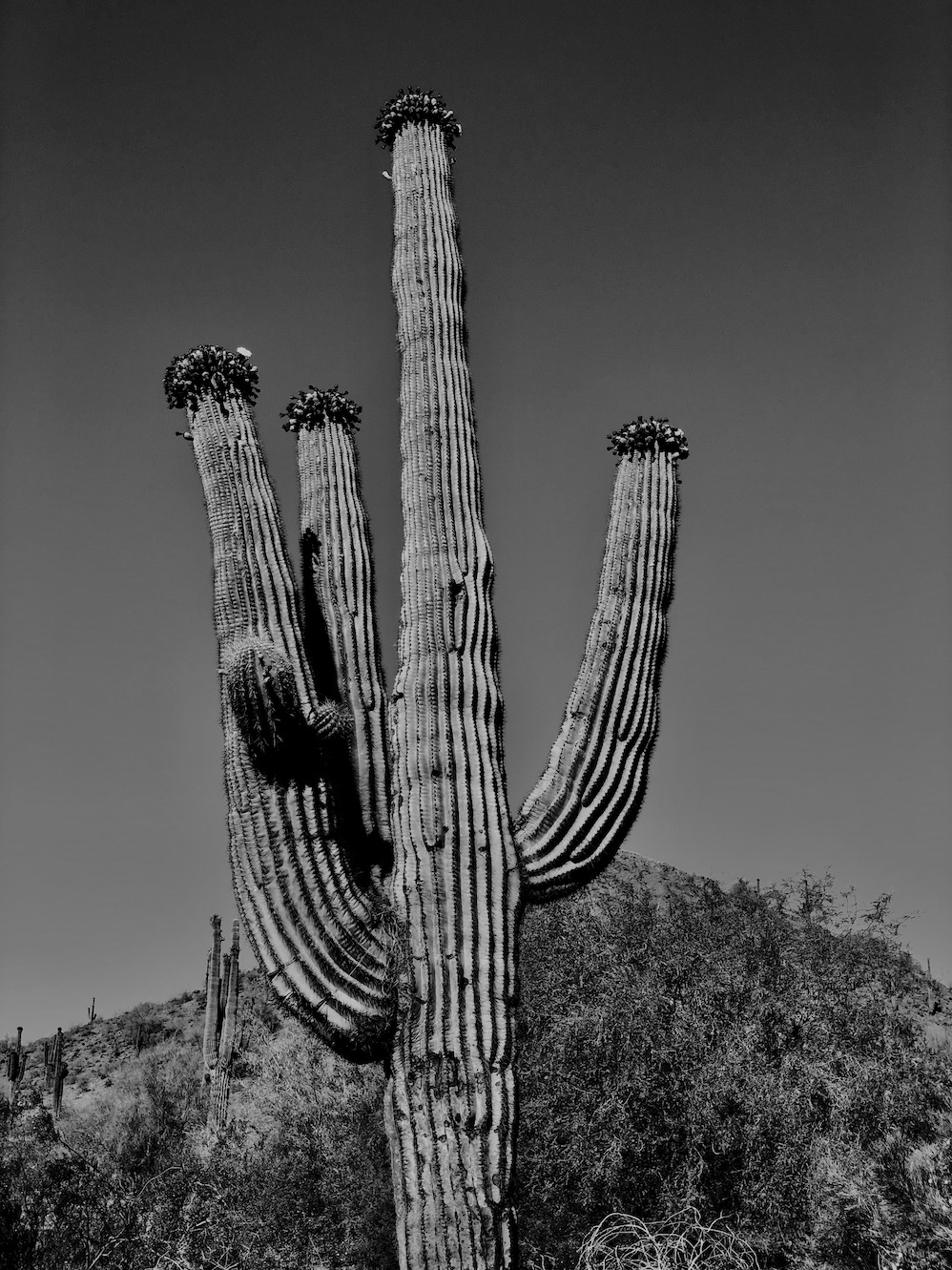 "Sonoran Elder"- Sonoran Desert, AZ