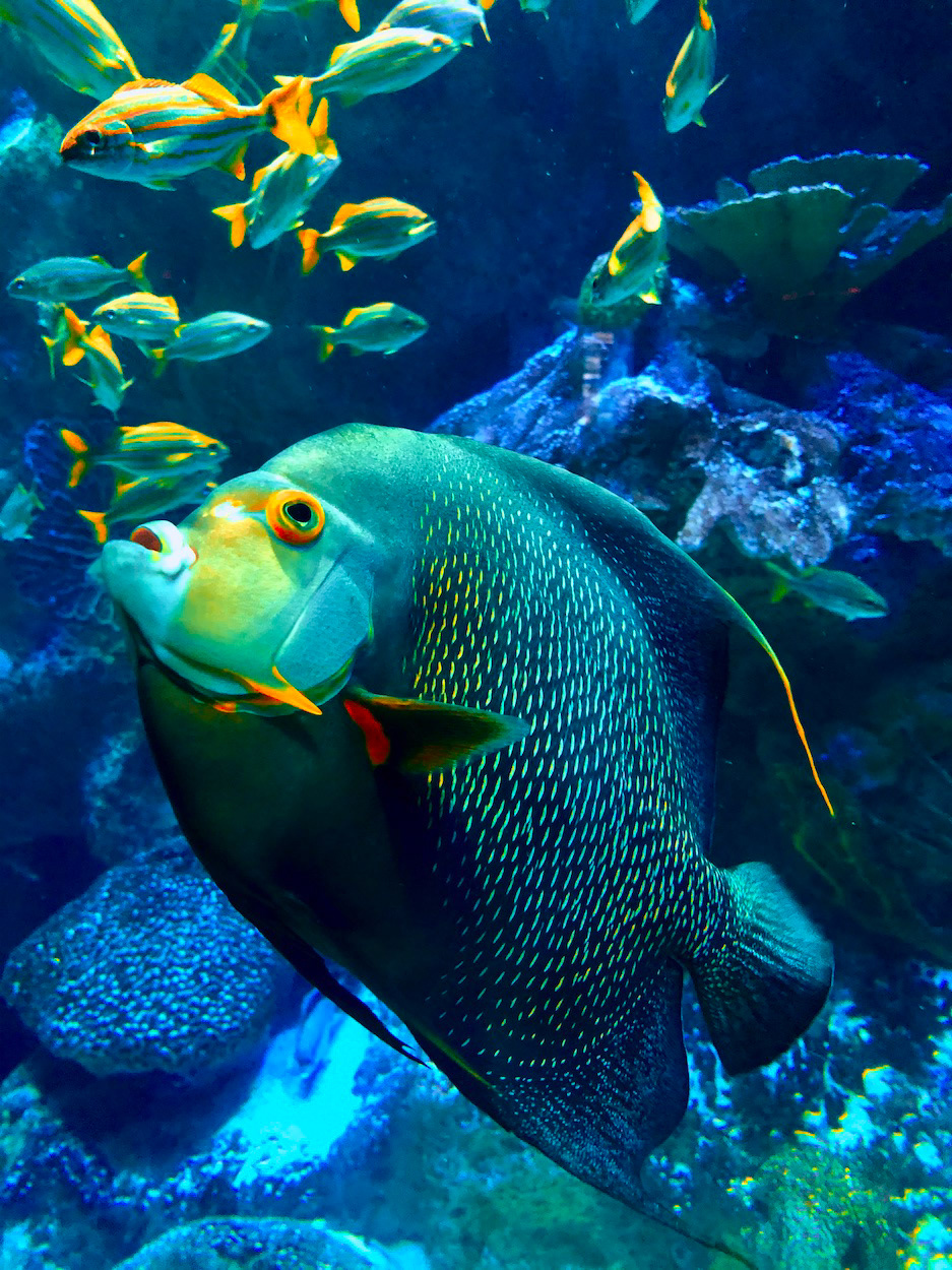 "Luminescence"-New England Aquarium