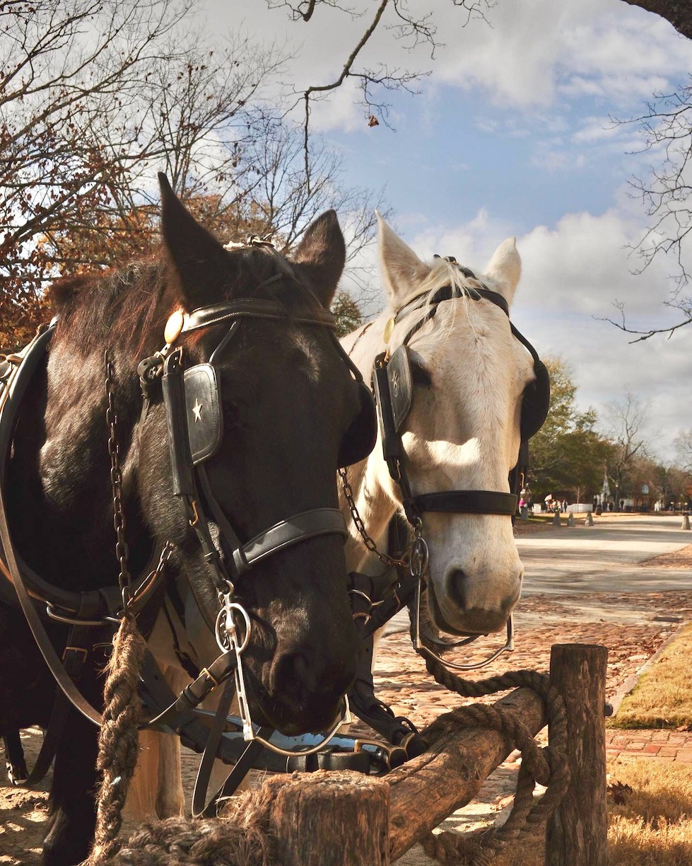 "Work Horse"- Williamsburg, VA