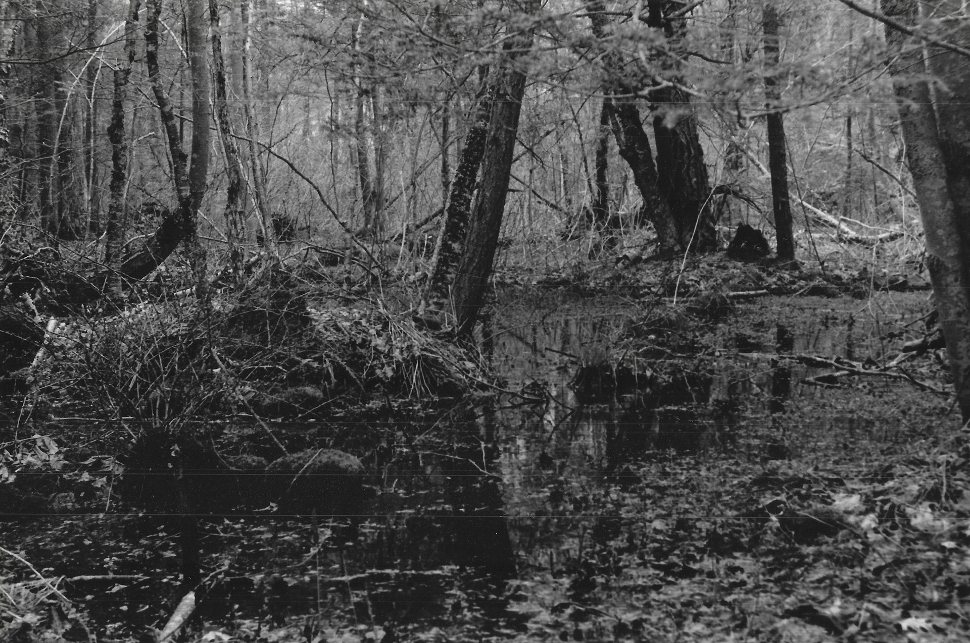 "Bayou"- Somewhere in Florida