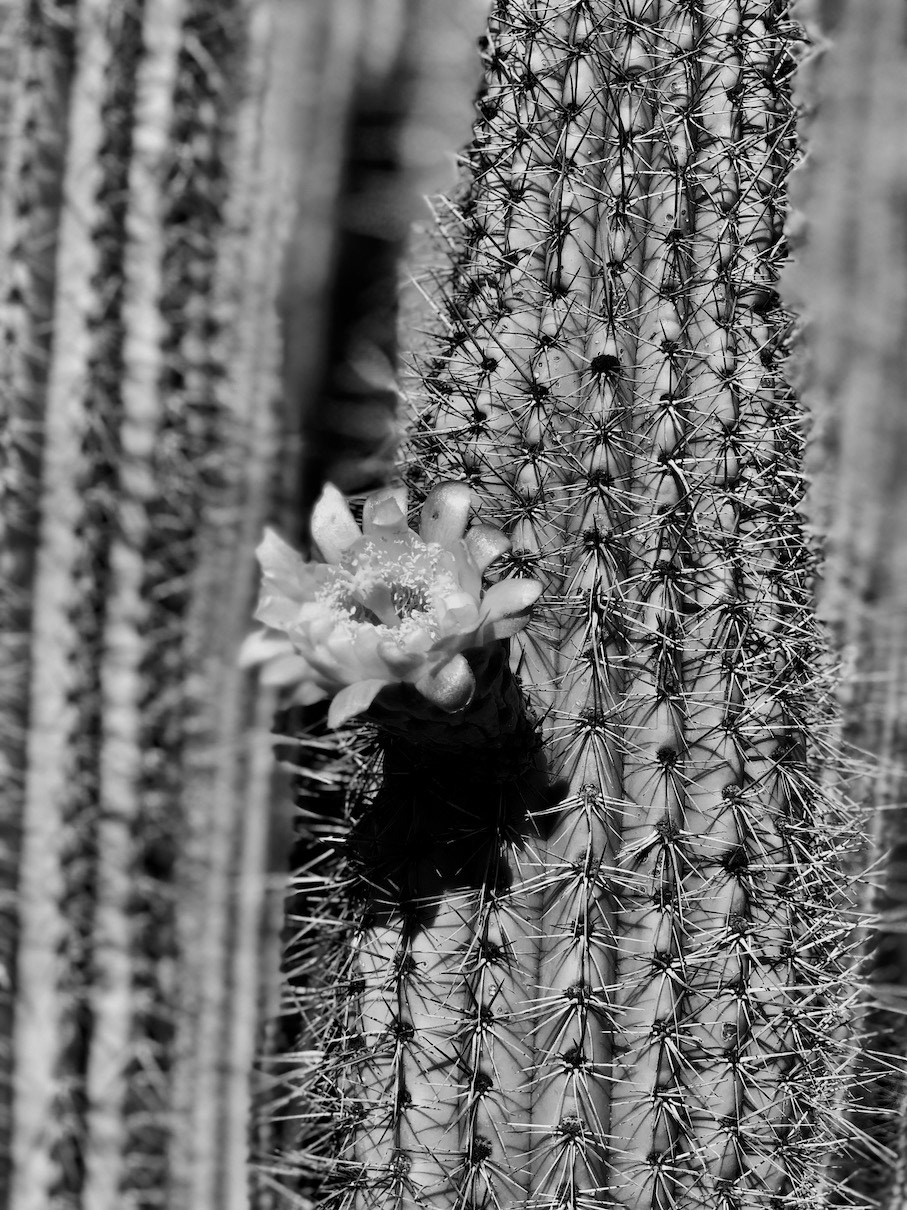 "Blossom in the Sonoran"- Sonoran Desert, AZ