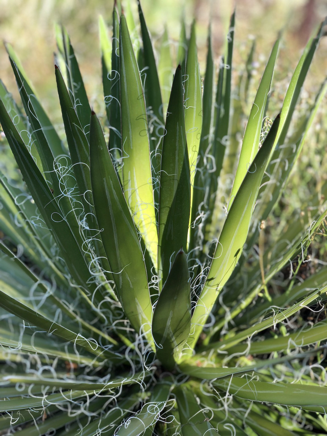 "Southwest Pom-Pom"- Desert Botanical Garden, Phoenix, AZ