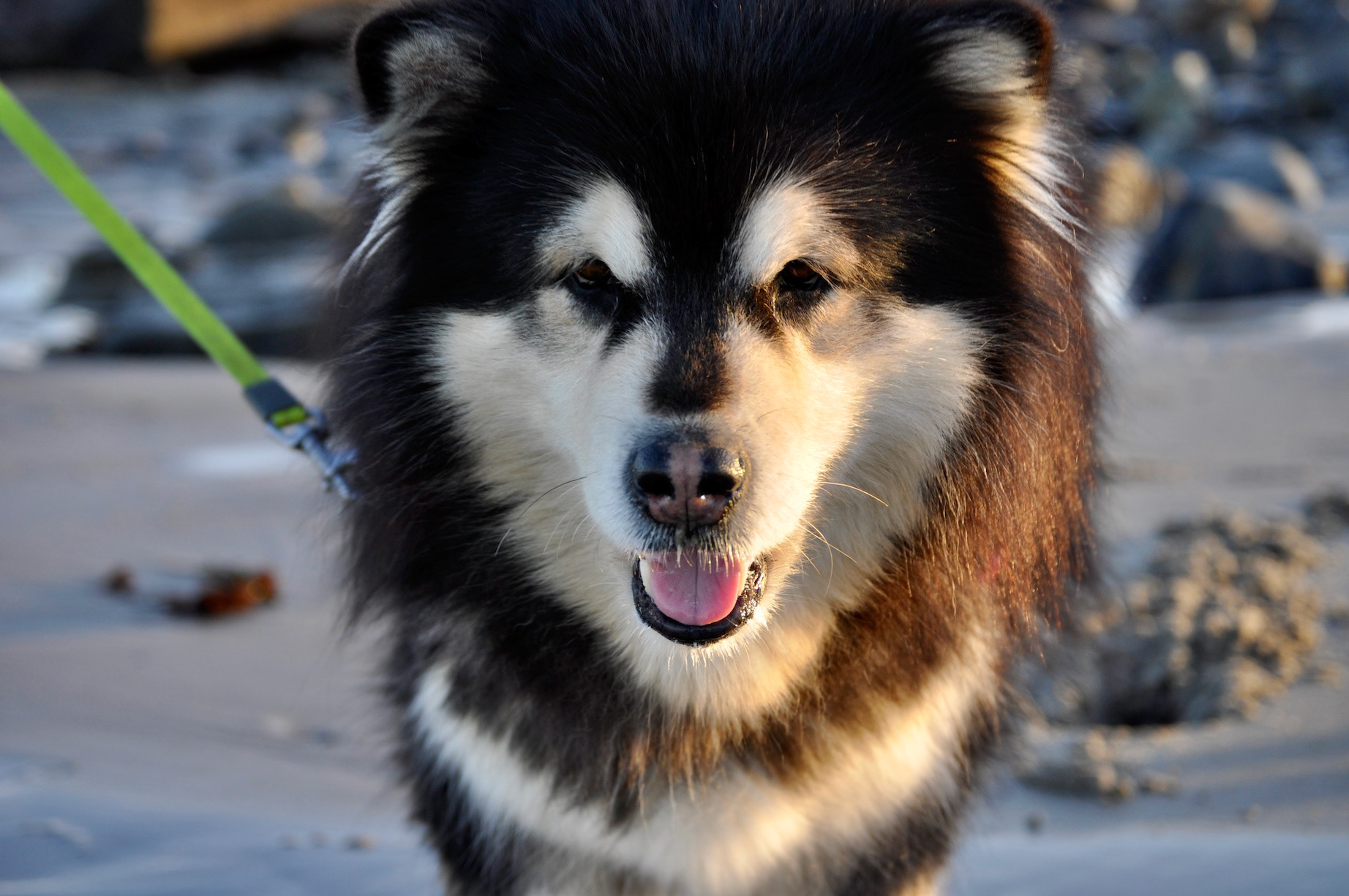 "Meeshka"- Biddeford Pool, ME